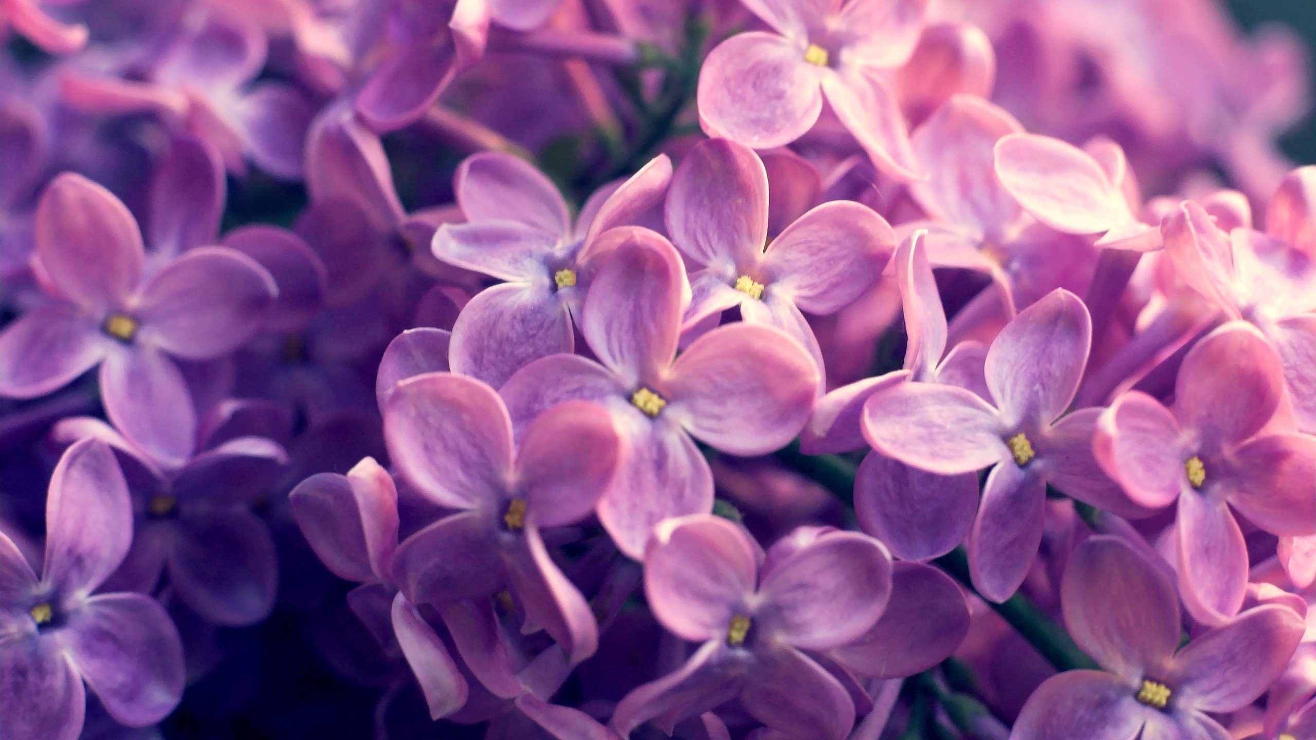 Обои природа, весна, сирень, nature, spring, lilac разрешение 2560x1600 Загрузить