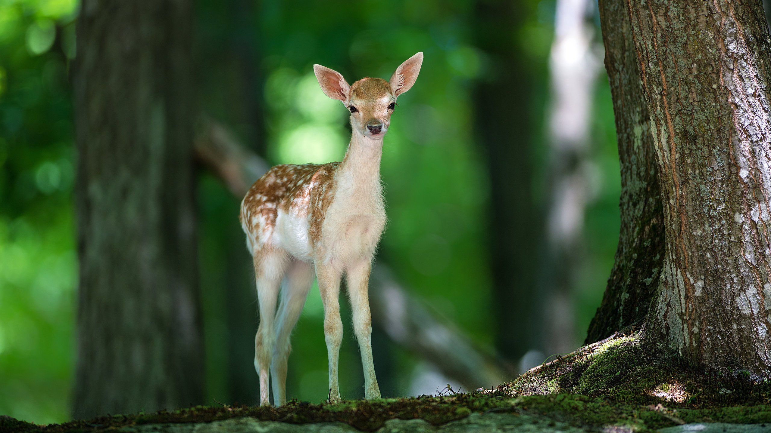 Обои свет, деревья, природа, лес, олень, животные, олененок, light, trees, nature, forest, deer, animals, fawn разрешение 2560x1600 Загрузить