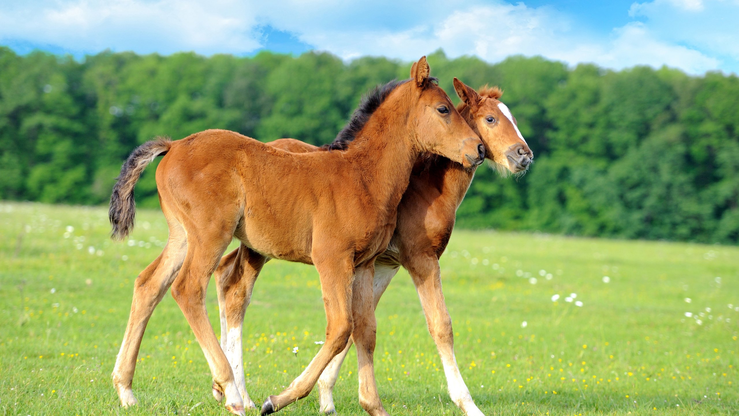 Обои цветы, трава, поле, лошади, кони, жеребята, flowers, grass, field, horse, horses, foals разрешение 2560x1600 Загрузить