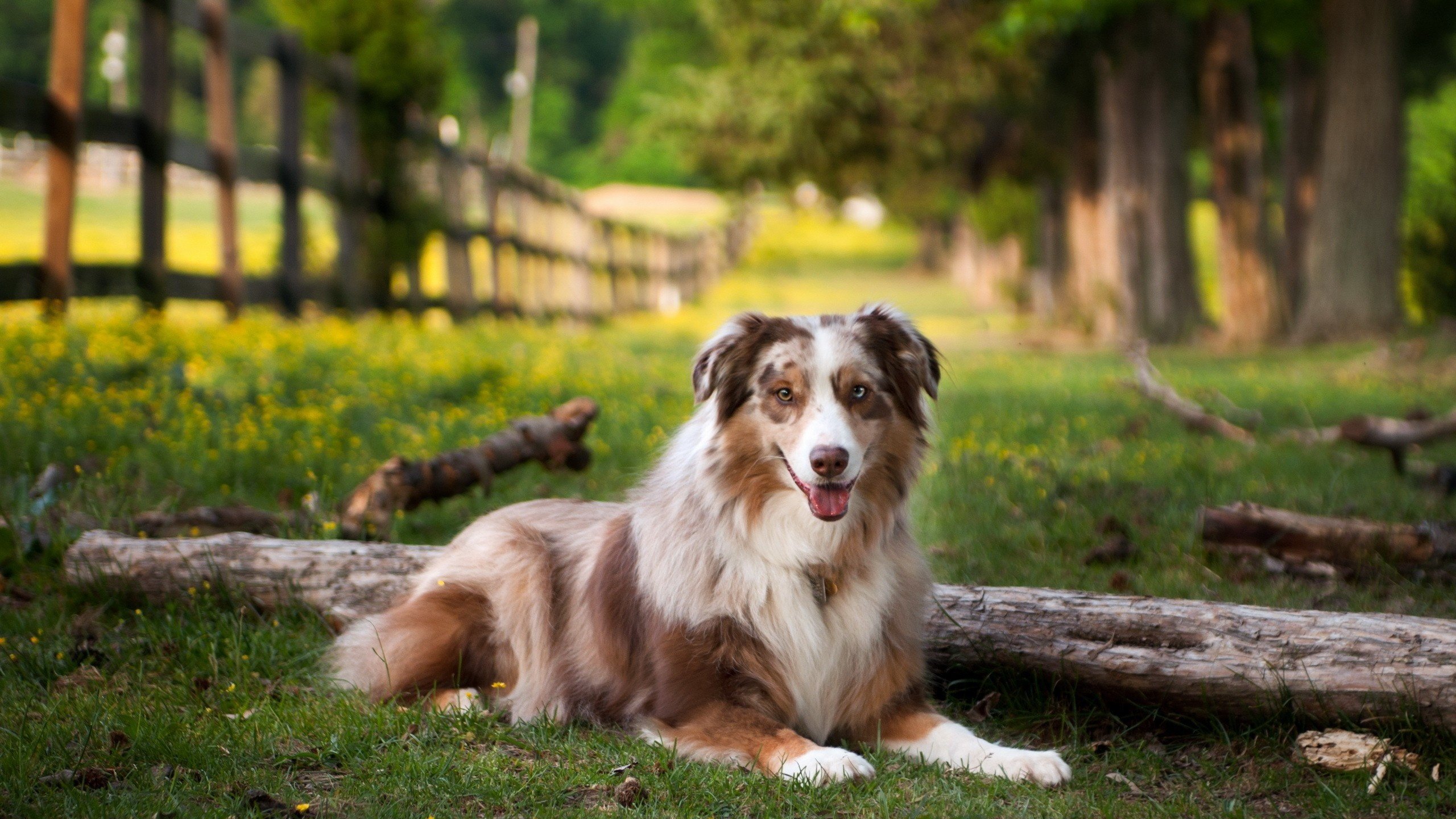 Обои поле, лето, собака, австралийская овчарка, field, summer, dog, australian shepherd разрешение 2560x1600 Загрузить