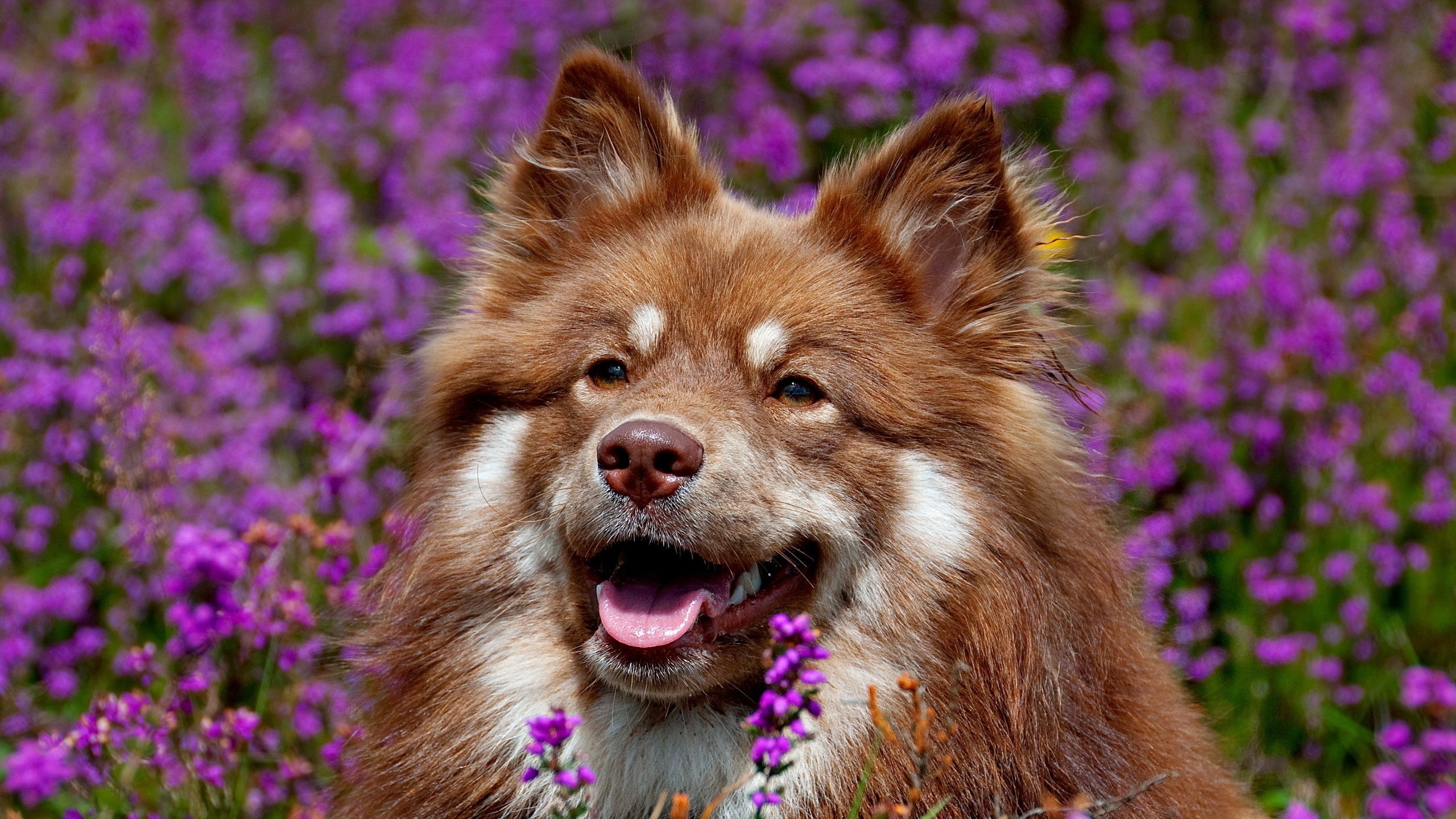 Обои морда, цветы, собака, уши, язык, финский лаппхунд, face, flowers, dog, ears, language, finnish lapphund разрешение 2560x1600 Загрузить