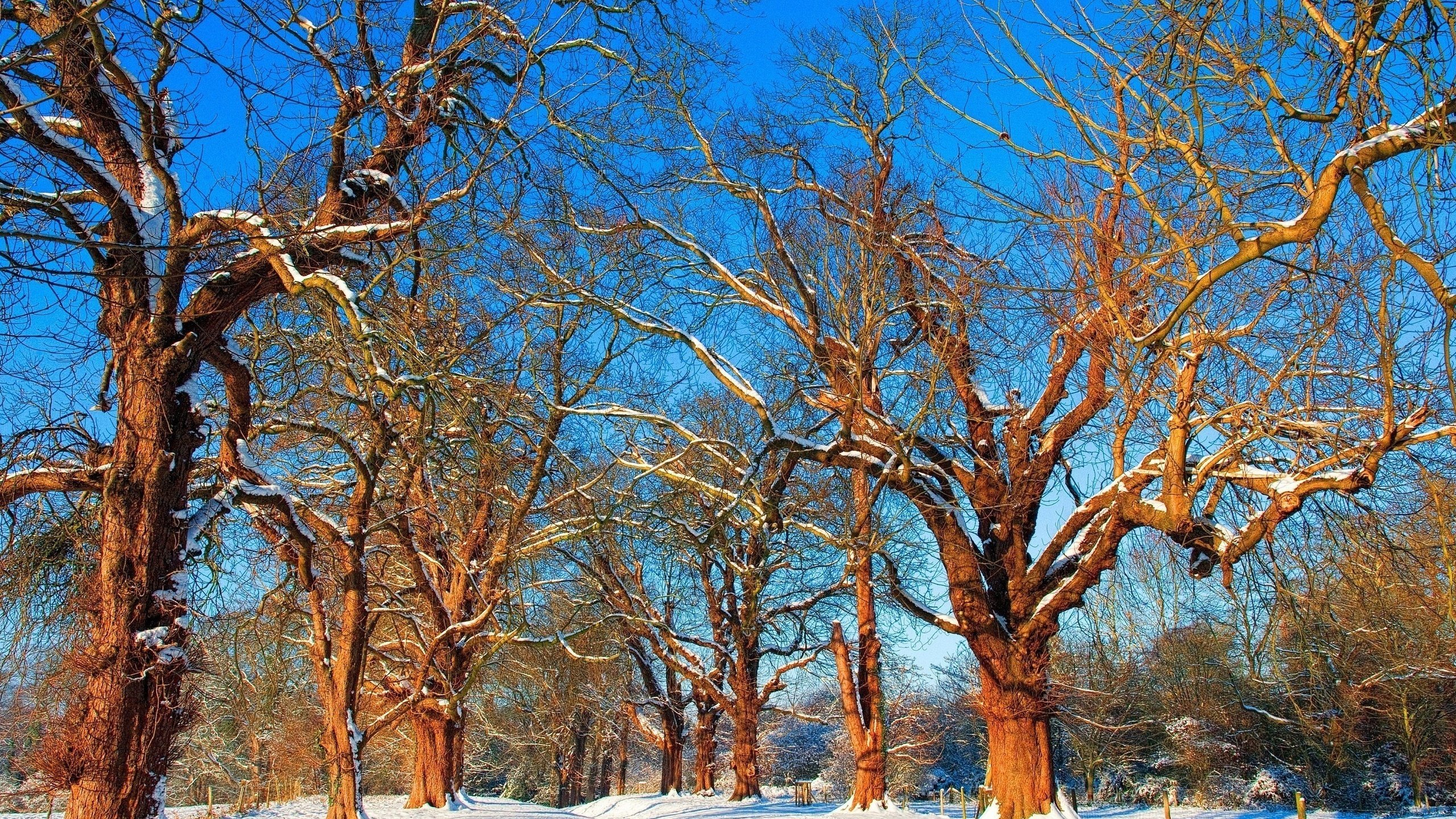 Обои небо, дорога, деревья, снег, зима, ветки, the sky, road, trees, snow, winter, branches разрешение 2560x1600 Загрузить