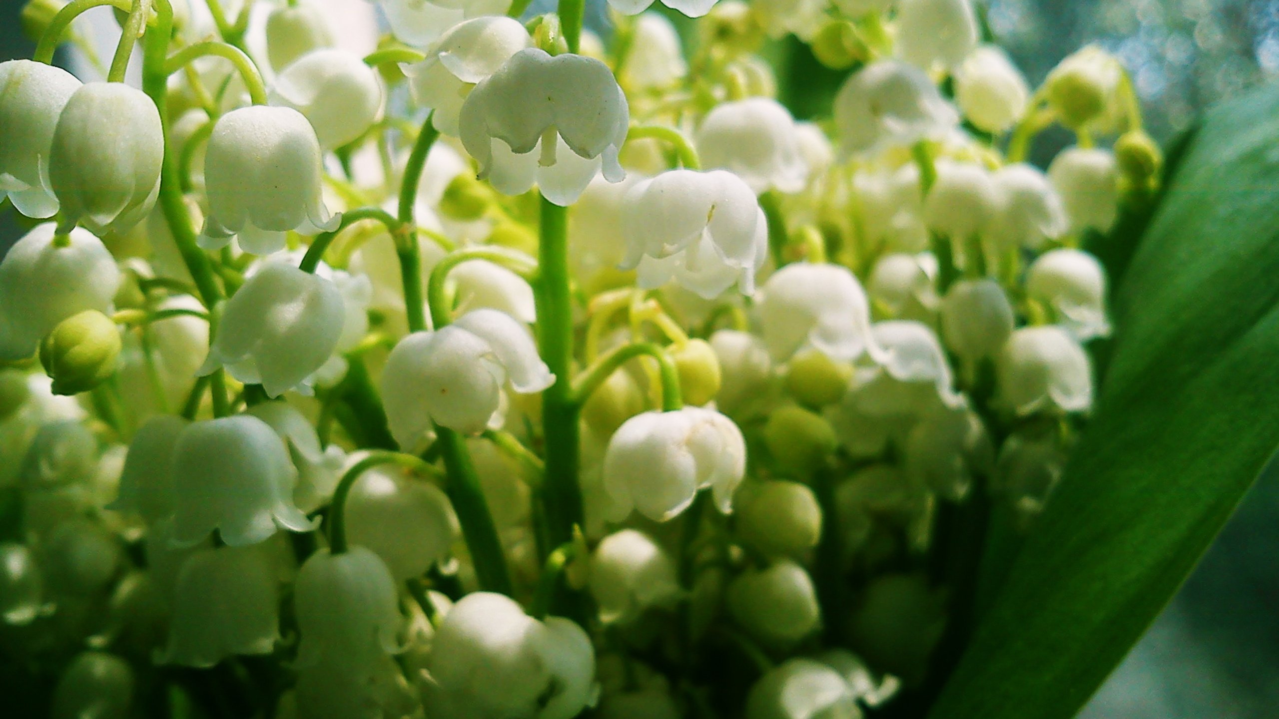 Обои цветы, ландыши, белые, makro, cvet, bliki, flowers, lilies of the valley, white разрешение 2592x1944 Загрузить