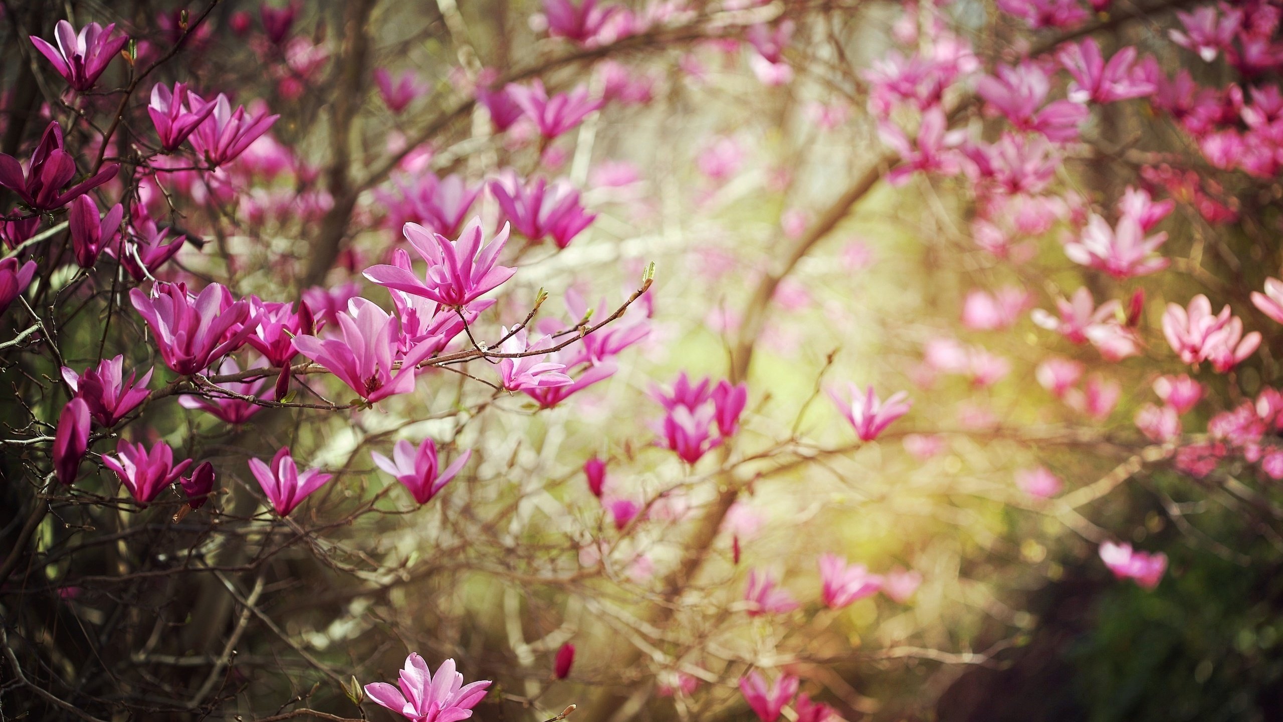 Обои цветы, цветение, весна, кустарник, cvety, vesna, cvetok, vetki, cvetenie, vetvi, magnoliya, flowers, flowering, spring, shrub разрешение 2560x1600 Загрузить