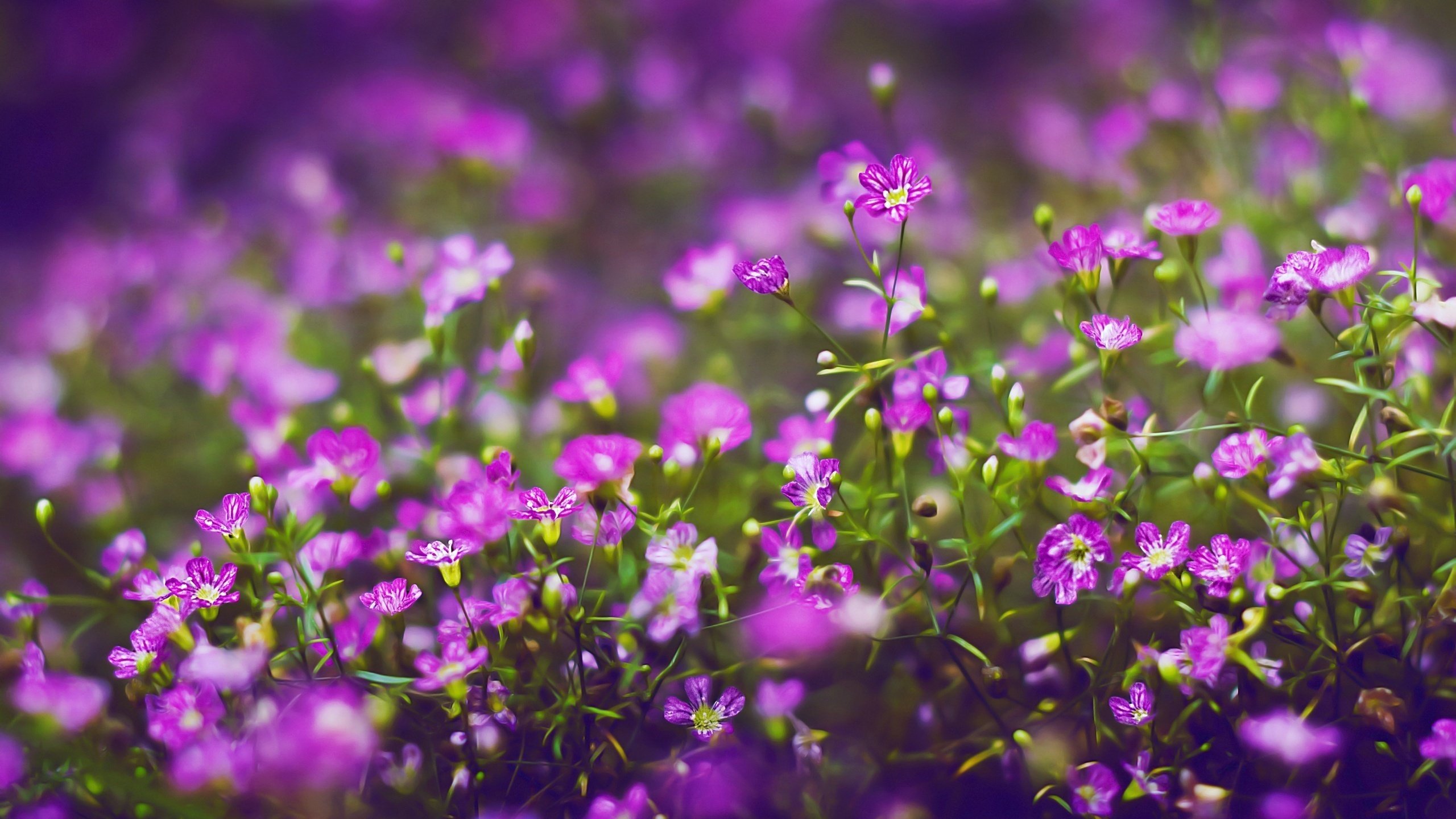 Обои цветы, лепестки, полевые цветы, фиолетовые, flowers, petals, wildflowers, purple разрешение 2560x1600 Загрузить