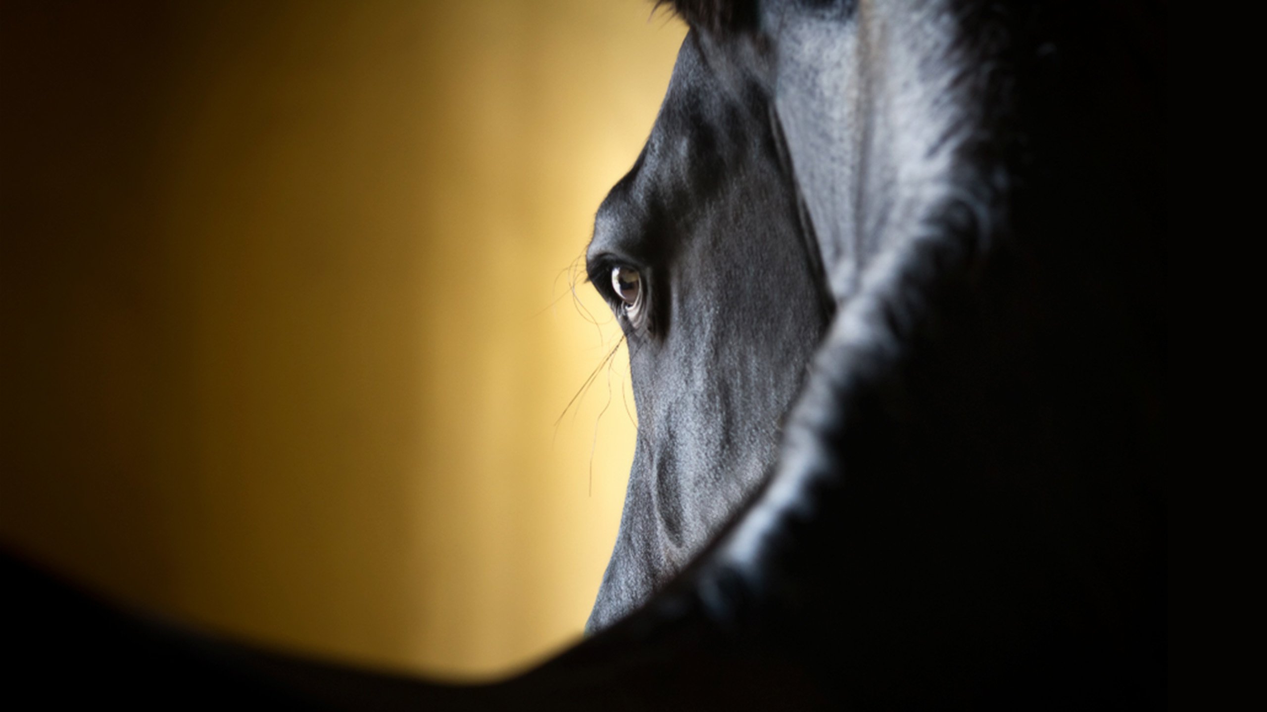 Обои лошадь, крупный план, horse, close-up разрешение 2560x1600 Загрузить