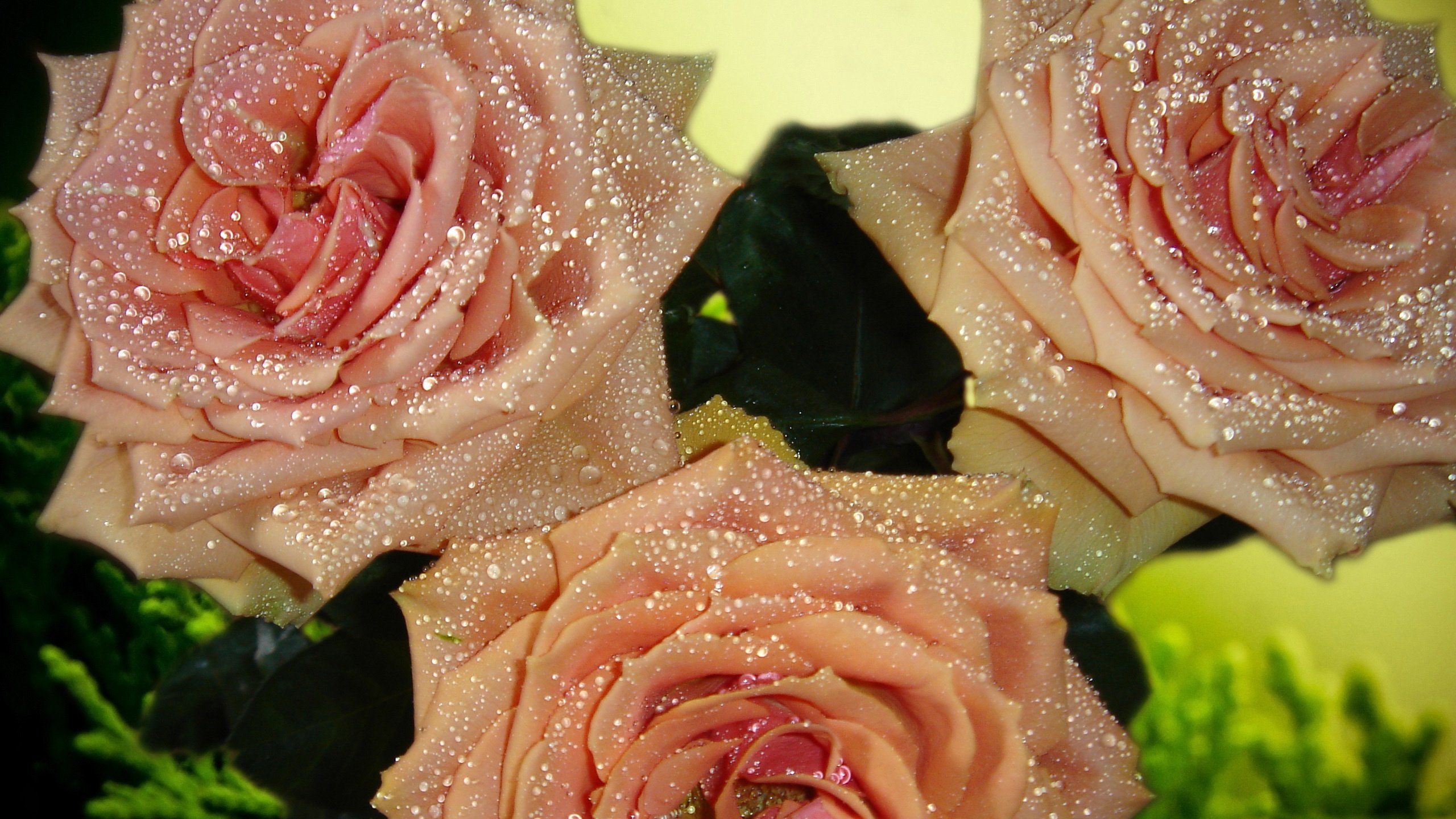 Обои цветы, капли., бутоны, роса, капли, розы, роза, лепестки, букет, flowers, drops., buds, rosa, drops, roses, rose, petals, bouquet разрешение 2560x1600 Загрузить