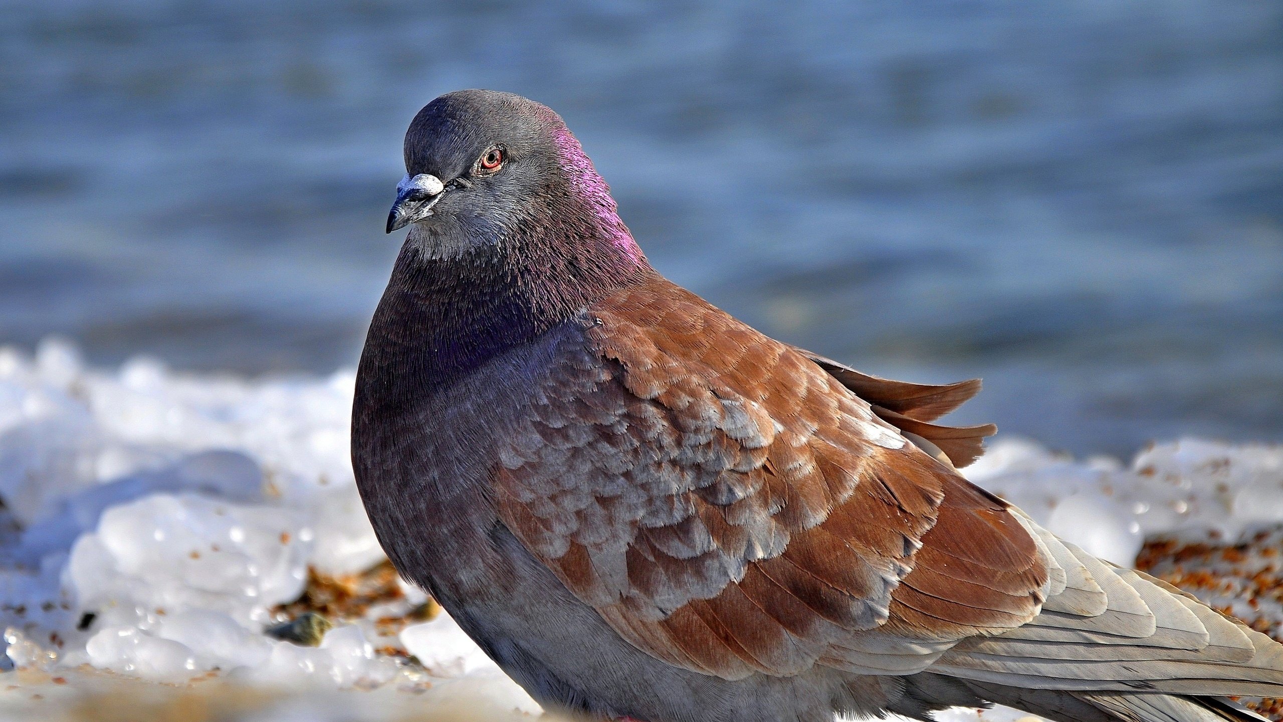 Обои снег, фон, лёд, птица, голубь, snow, background, ice, bird, dove разрешение 2560x1600 Загрузить