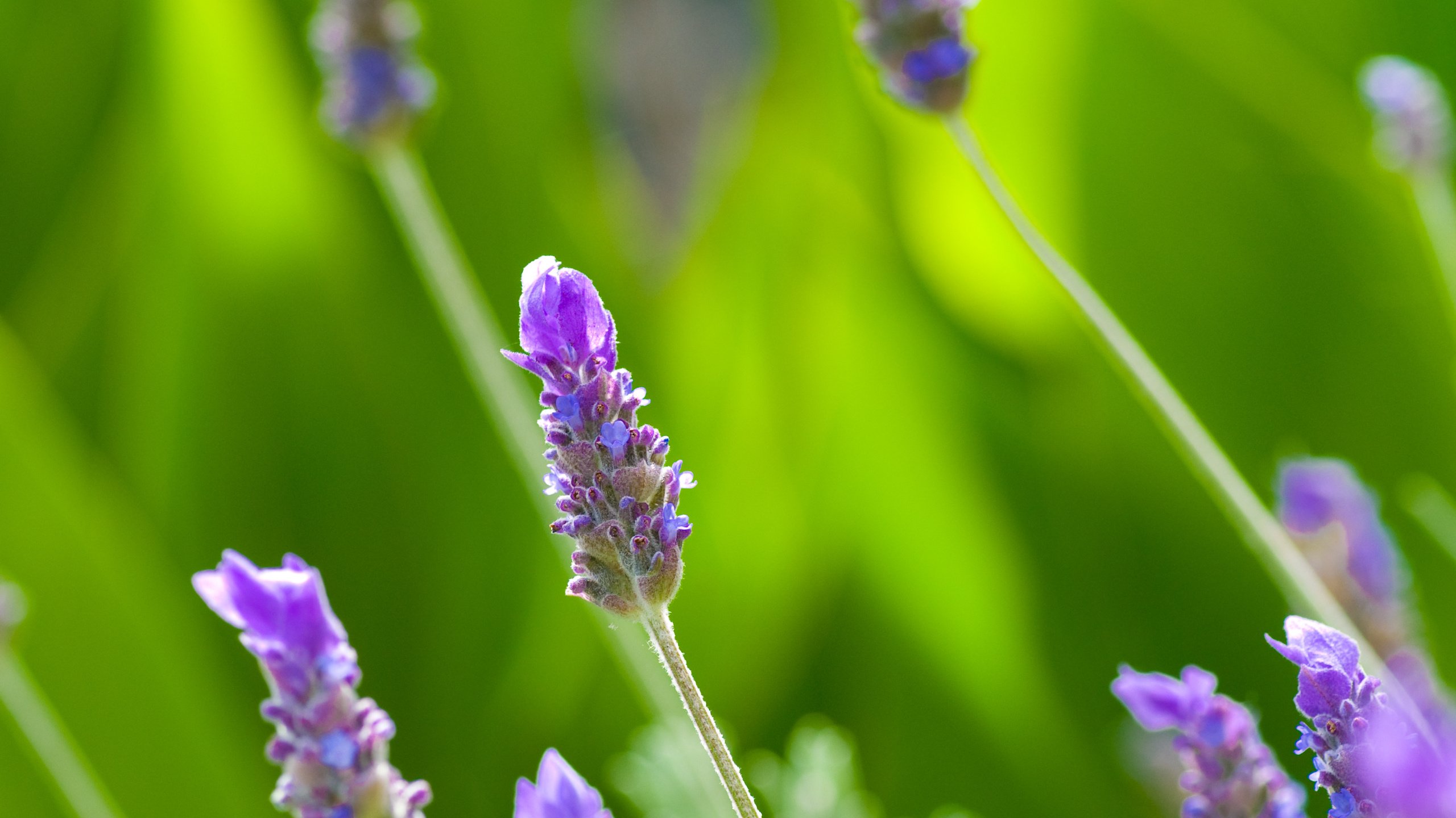 Обои трава, природа, макро, лето, cцветок, grass, nature, macro, summer, tzvetok разрешение 2560x1600 Загрузить