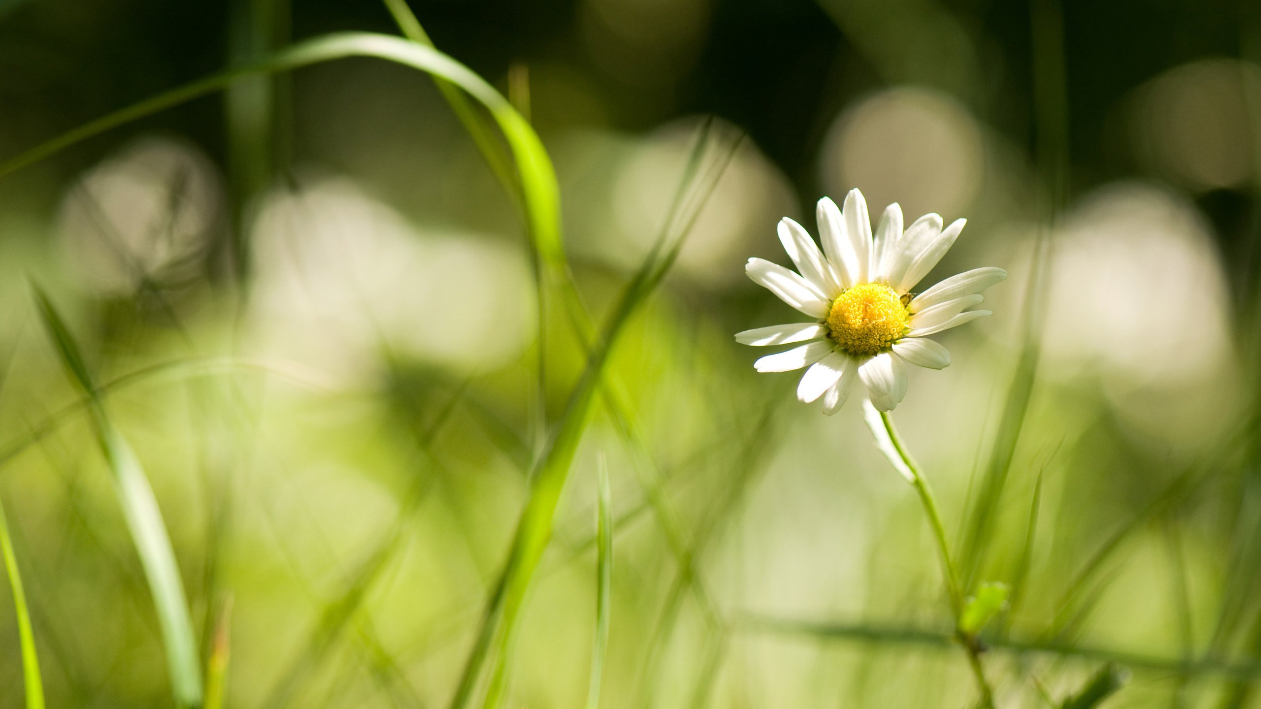 Обои цветы, трава, ромашка, травка, полевые, flowers, grass, daisy, weed, field разрешение 3008x2000 Загрузить