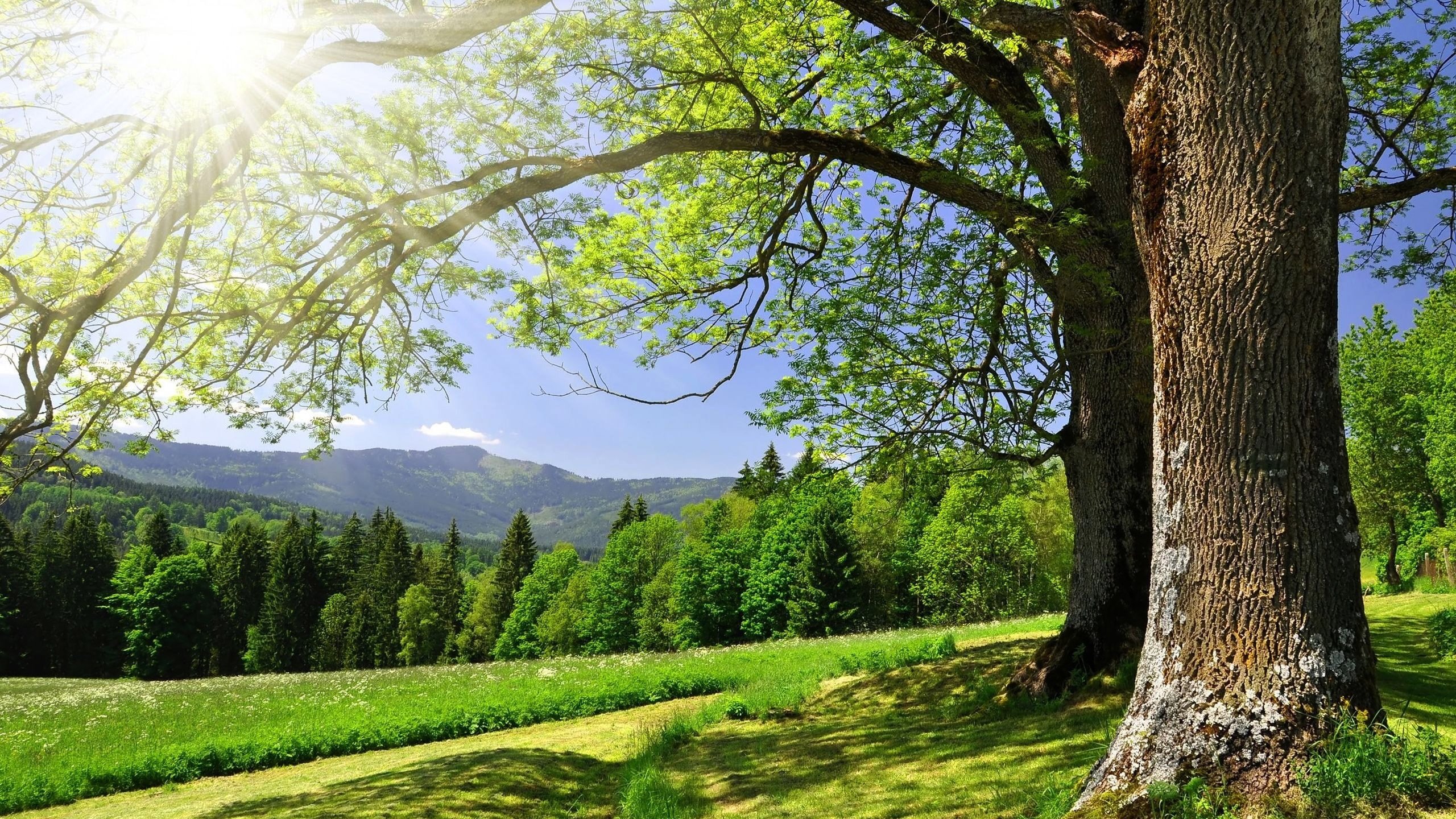 Обои небо, дорога, деревья, солнце, зелень, лес, лето, the sky, road, trees, the sun, greens, forest, summer разрешение 2560x1600 Загрузить