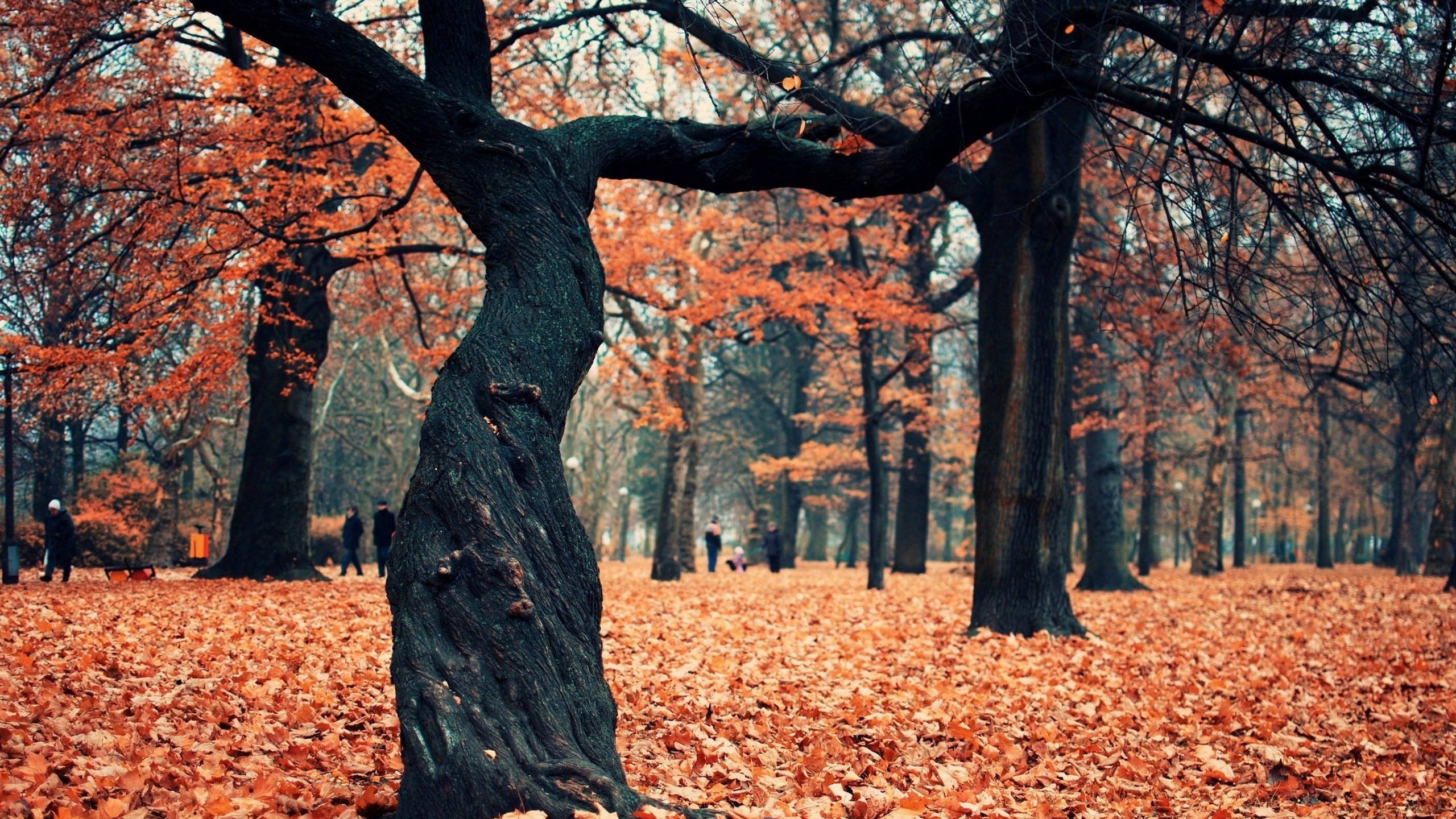 Обои деревья, листья, парк, люди, листва, осень, листопад, trees, leaves, park, people, foliage, autumn, falling leaves разрешение 2560x1600 Загрузить