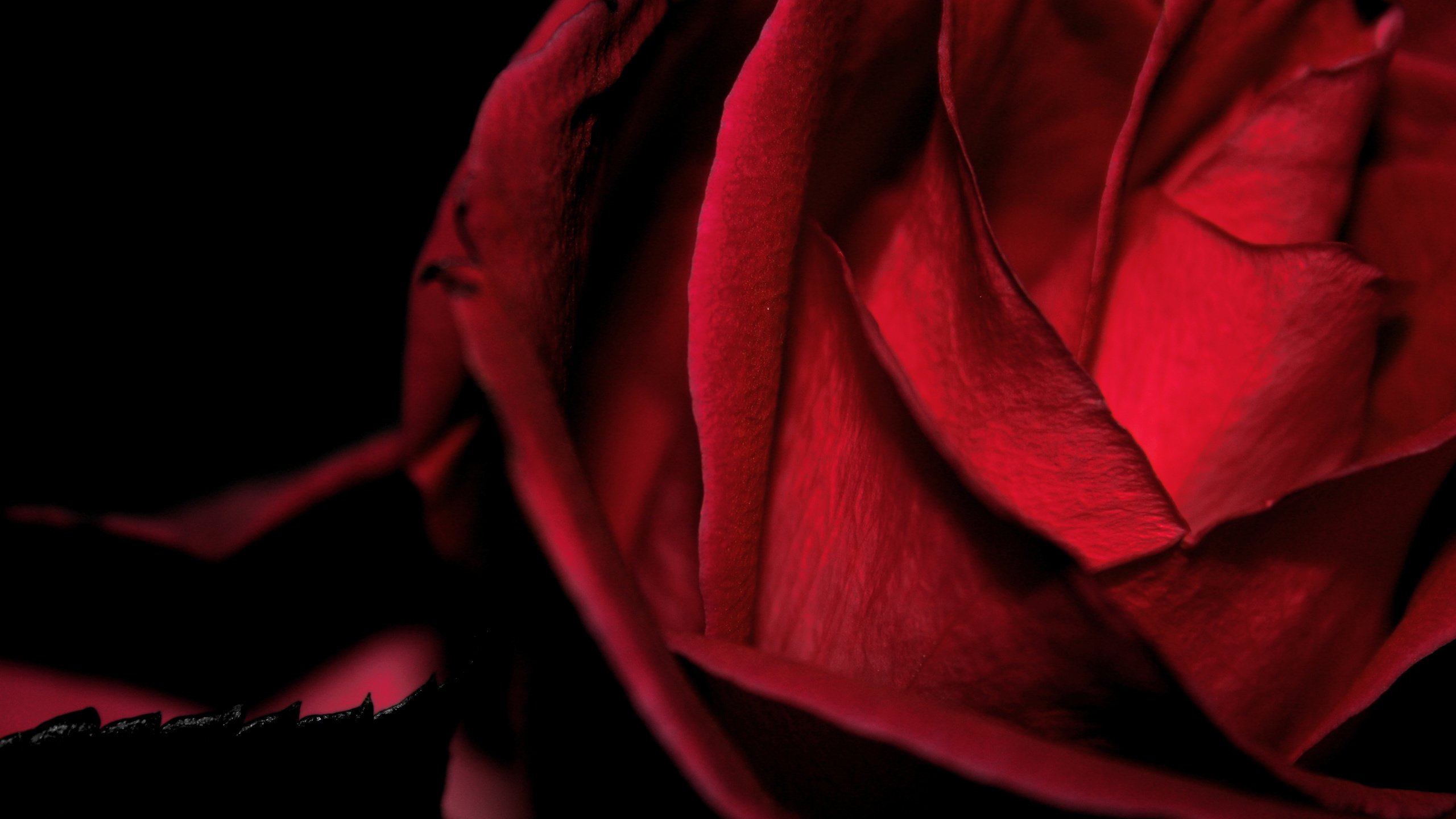 Обои цветок, роза, красная, бархатная, макро черный фон, flower, rose, red, velvet, macro black background разрешение 2560x1600 Загрузить