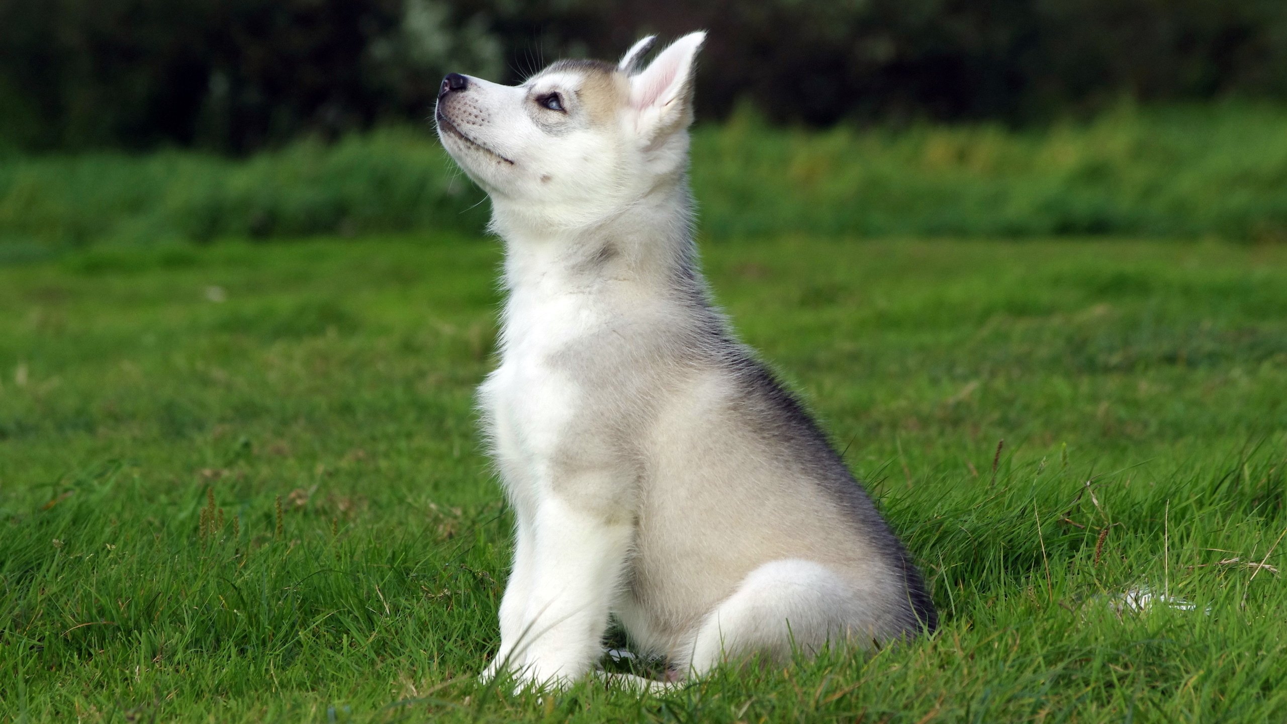 Обои трава, поле, собака, щенок, сидит, хаски, grass, field, dog, puppy, sitting, husky разрешение 2560x1600 Загрузить