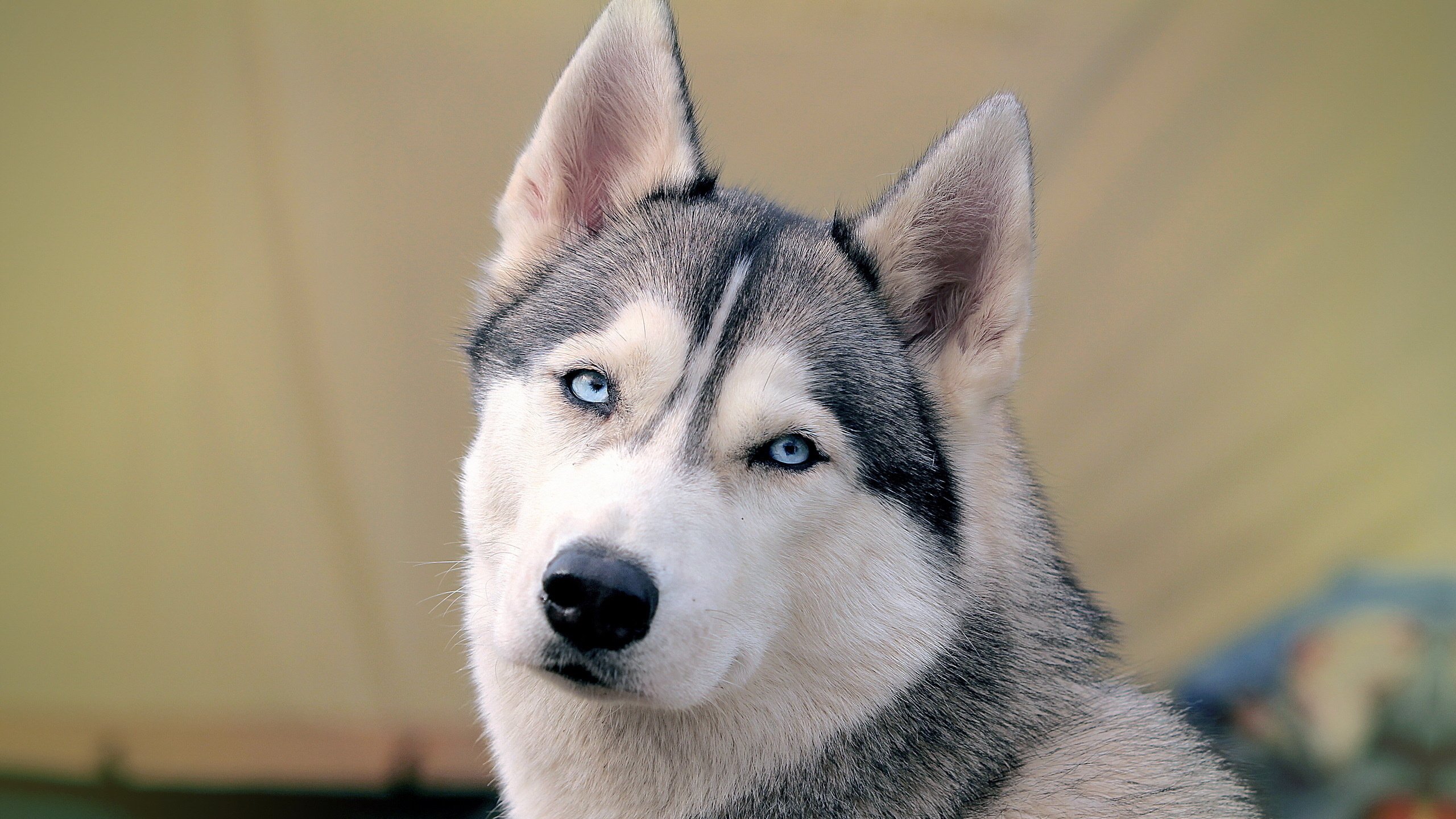 Обои морда, собака, хаски, голубые глаза, сибирский хаски, face, dog, husky, blue eyes, siberian husky разрешение 2560x1600 Загрузить