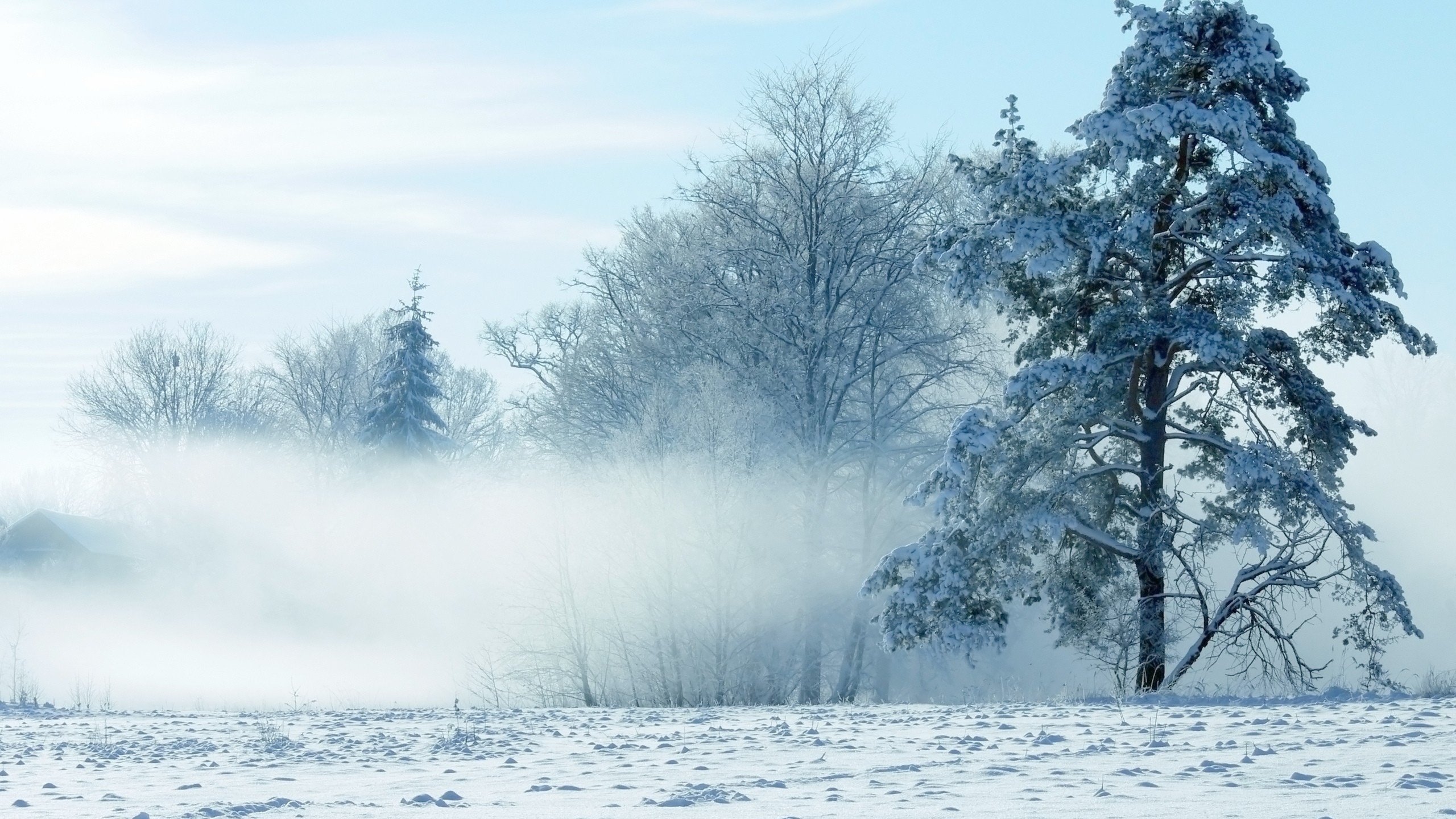 Обои небо, деревья, снег, природа, зима, the sky, trees, snow, nature, winter разрешение 2560x1600 Загрузить