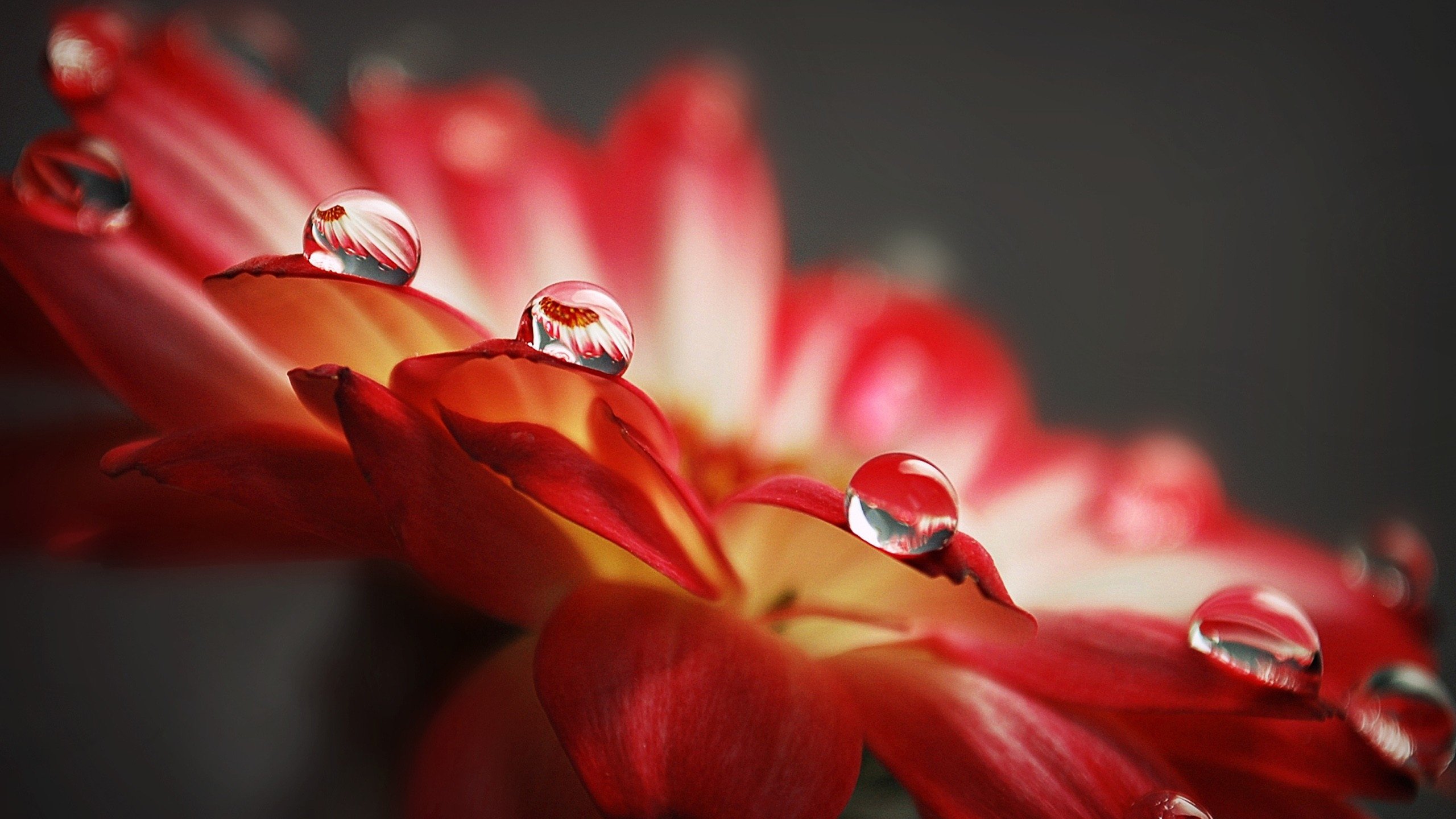 природа макро цветок роса капли воды Фиалка бесплатно
