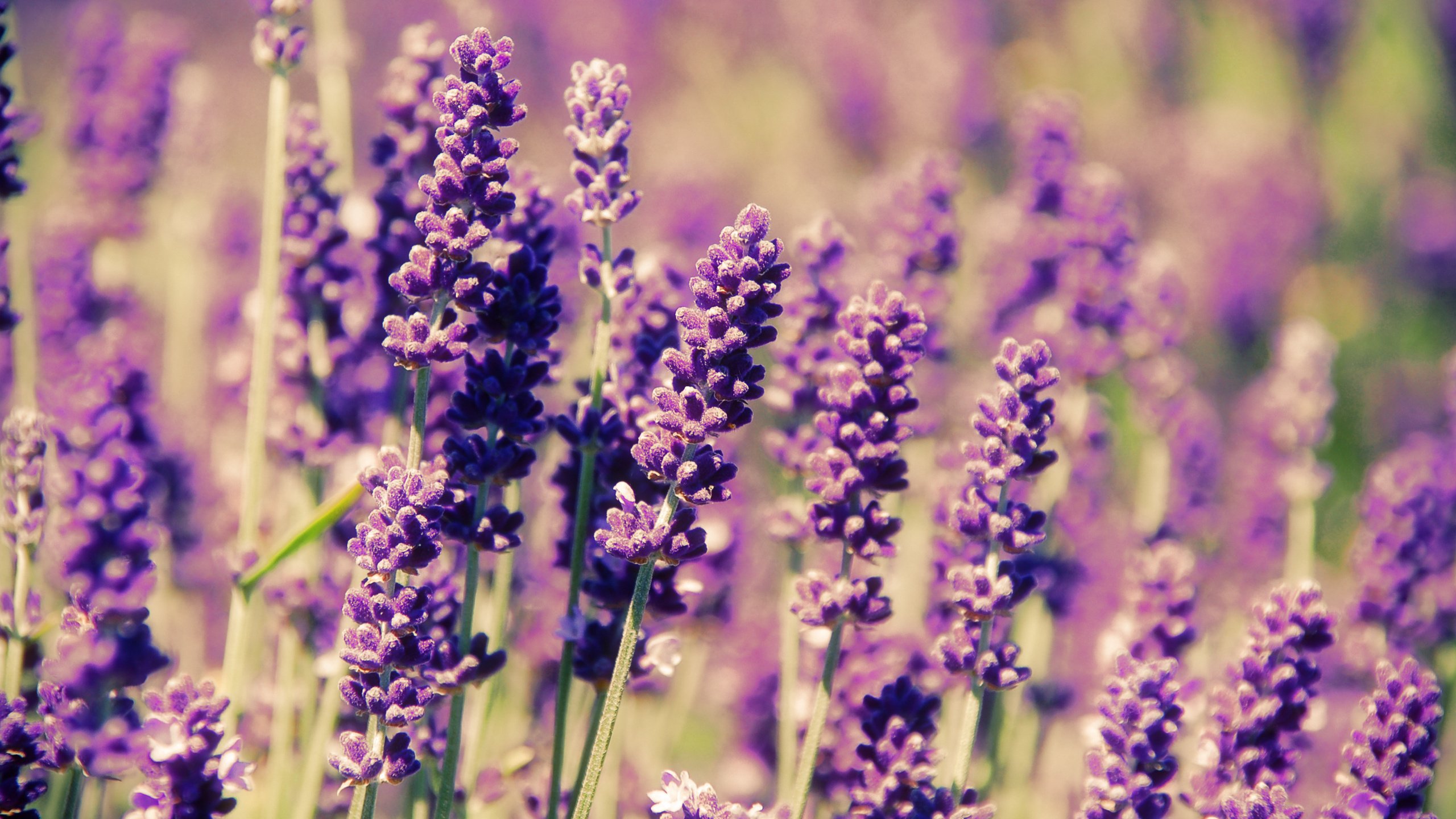Обои цветы, поле, лаванда, весна, flowers, field, lavender, spring разрешен...