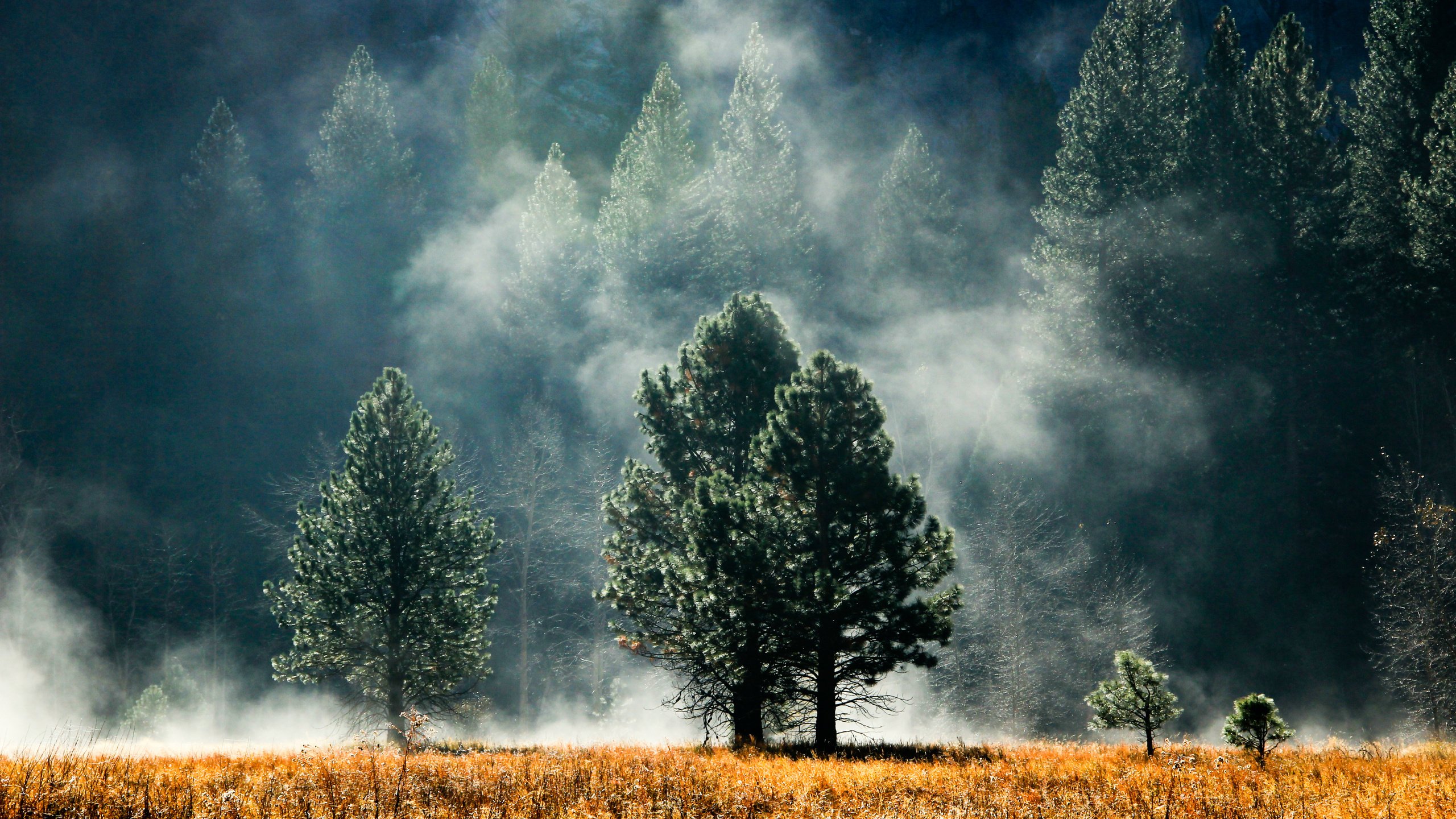Обои деревья, лес, туман, поляна, дымка, trees, forest, fog, glade, haze разрешение 2560x1600 Загрузить