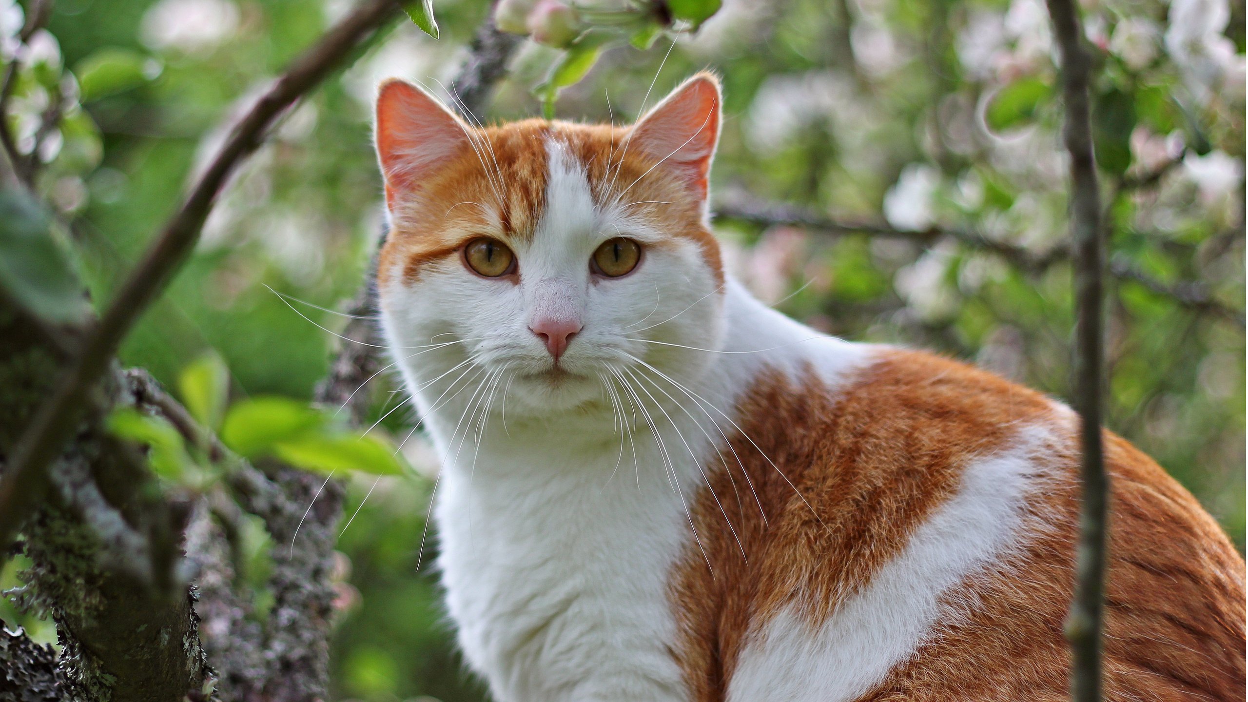 Обои дерево, кот, ветки, кошка, сидит, бело- рыжий, tree, cat, branches, sitting, white - red разрешение 2560x1600 Загрузить