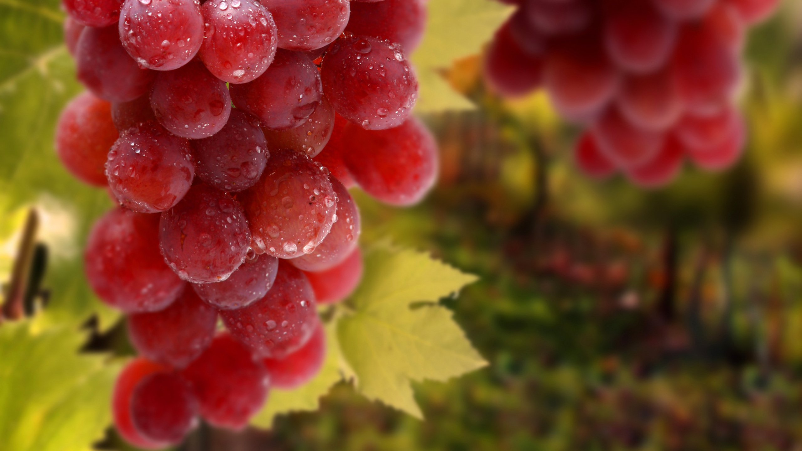 Обои листья, виноград, капли, красный, гроздь, leaves, grapes, drops, red, bunch разрешение 2560x1600 Загрузить