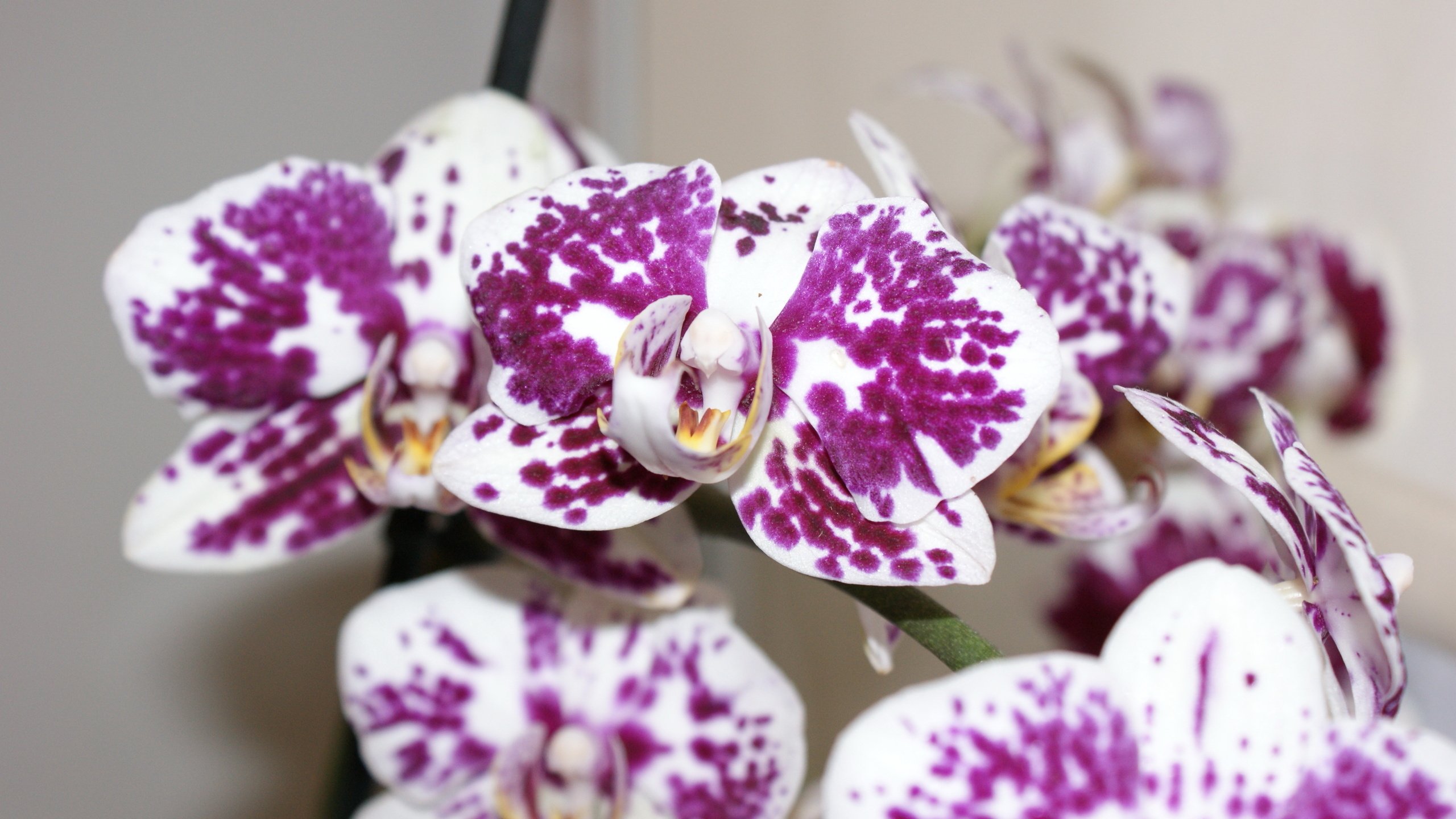 Обои макро, цветок, лепестки, орхидея, пятнистая, macro, flower, petals, orchid, spotted разрешение 2560x1600 Загрузить