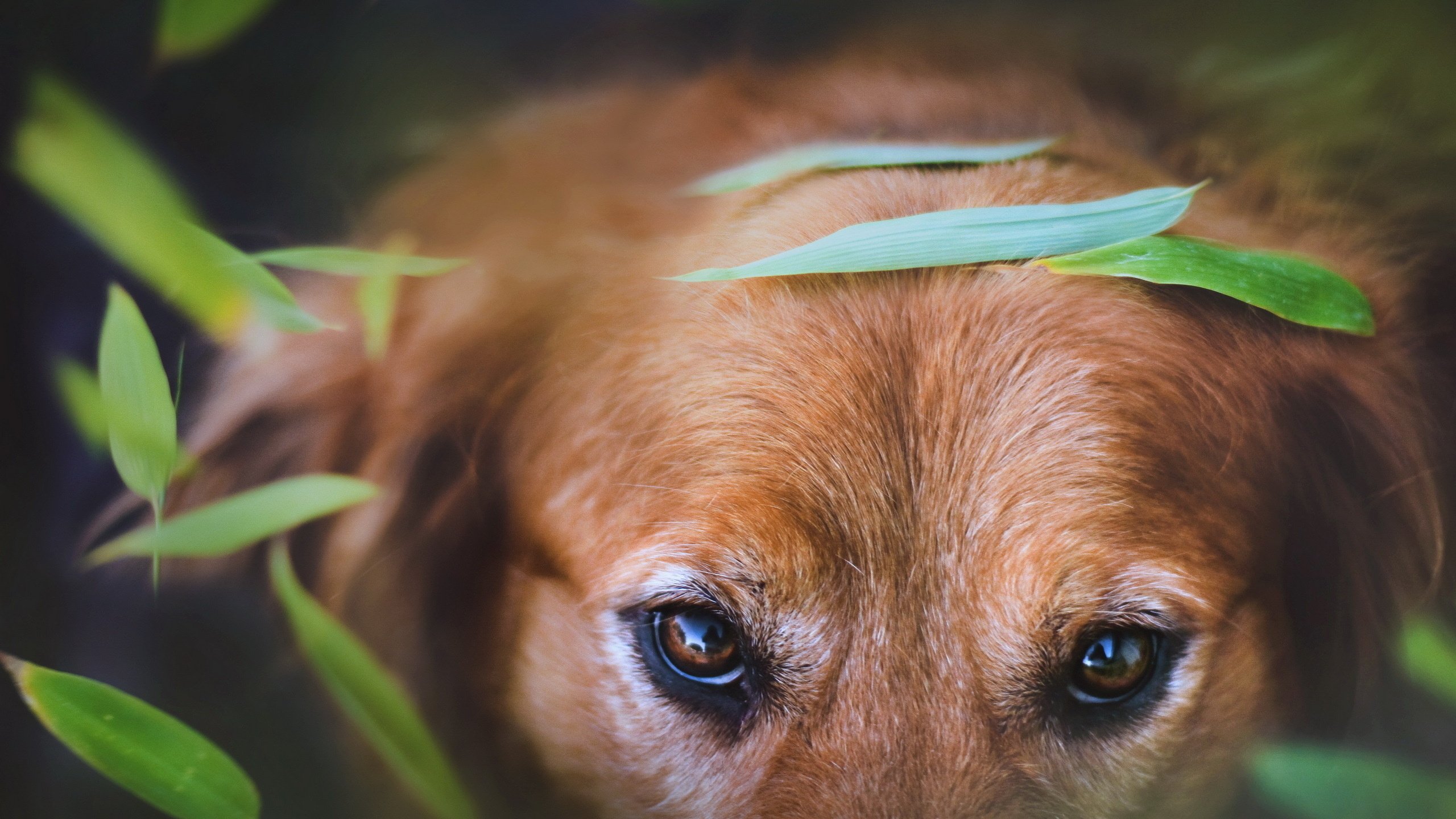 Обои глаза, фон, собака, eyes, background, dog разрешение 2560x1600 Загрузить