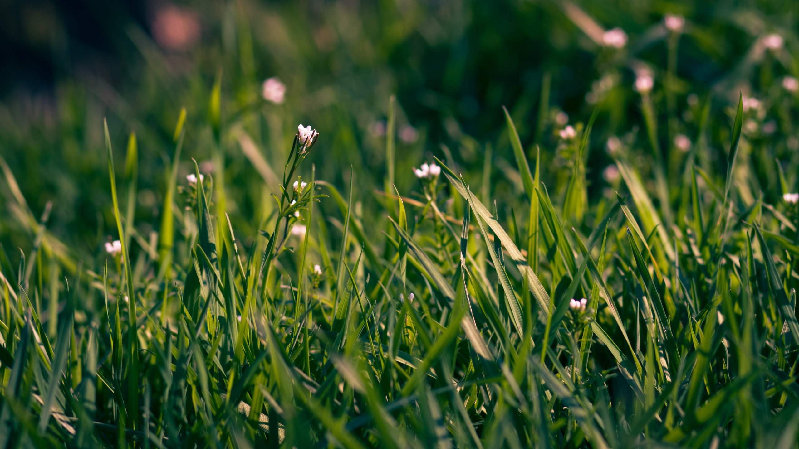 Обои цветы, трава, макро, поле, весна, flowers, grass, macro, field, spring разрешение 2560x1600 Загрузить