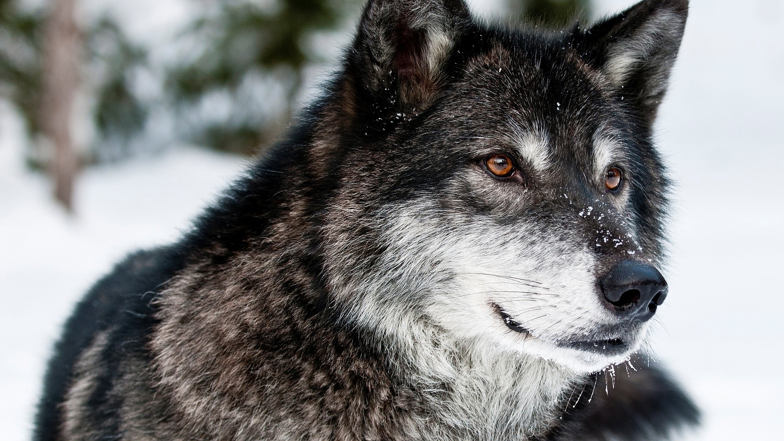 Обои морда, снег, зима, взгляд, серый, хищник, волк, face, snow, winter, look, grey, predator, wolf разрешение 3500x2450 Загрузить