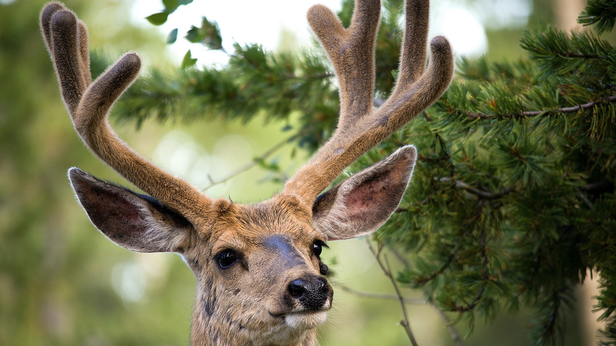Обои природа, олень, животные, рога, nature, deer, animals, horns разрешение 2560x1600 Загрузить
