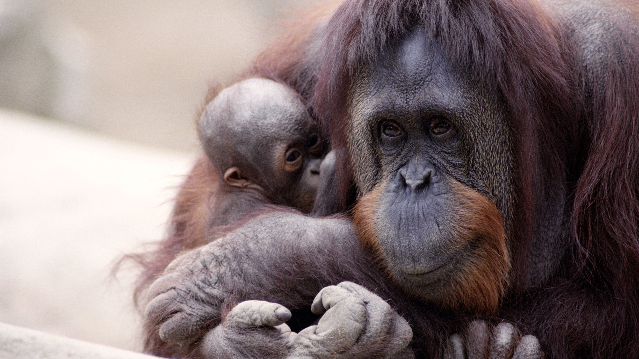 Обои забота, детеныш, обезьяны, орангутаны, человекообразные обезьяны, орангутан, care, cub, monkey, orangutans, apes, orangutan разрешение 2560x1600 Загрузить