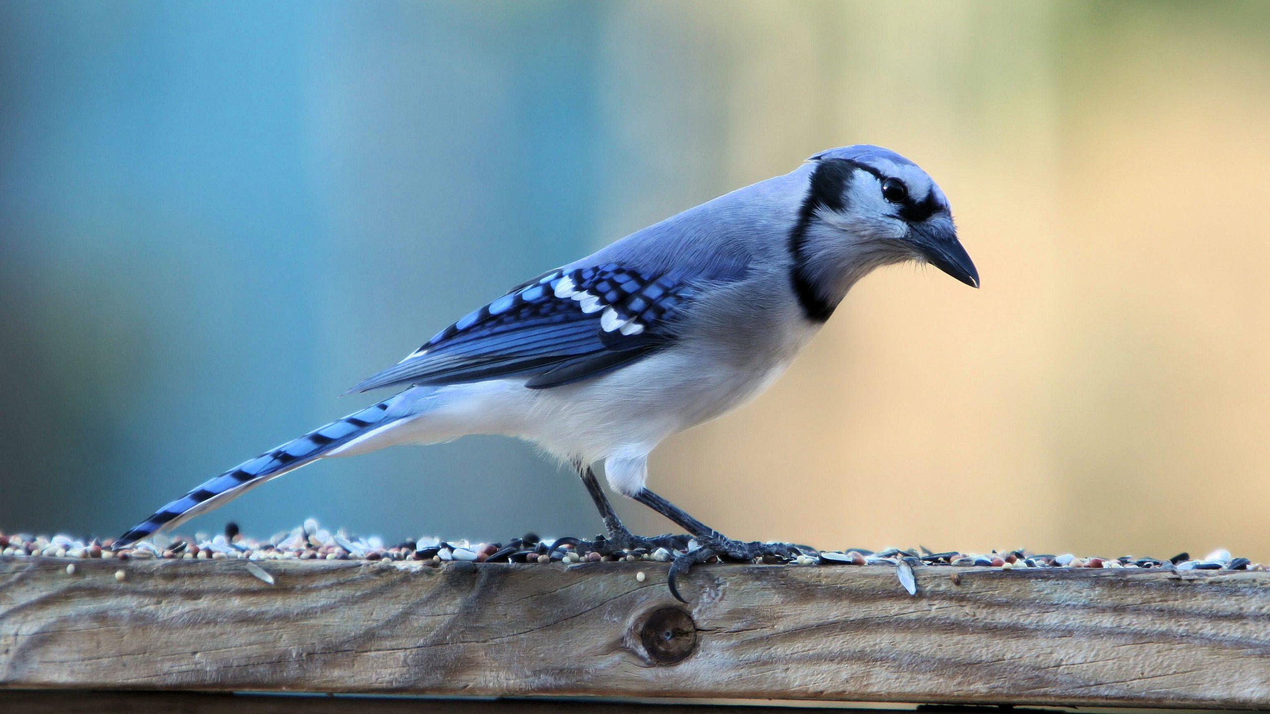 Обои птица, голубая, зерно, семечки, корм, сойка, голубая сойка, bird, blue, grain, seeds, food, jay, blue jay разрешение 3068x2159 Загрузить