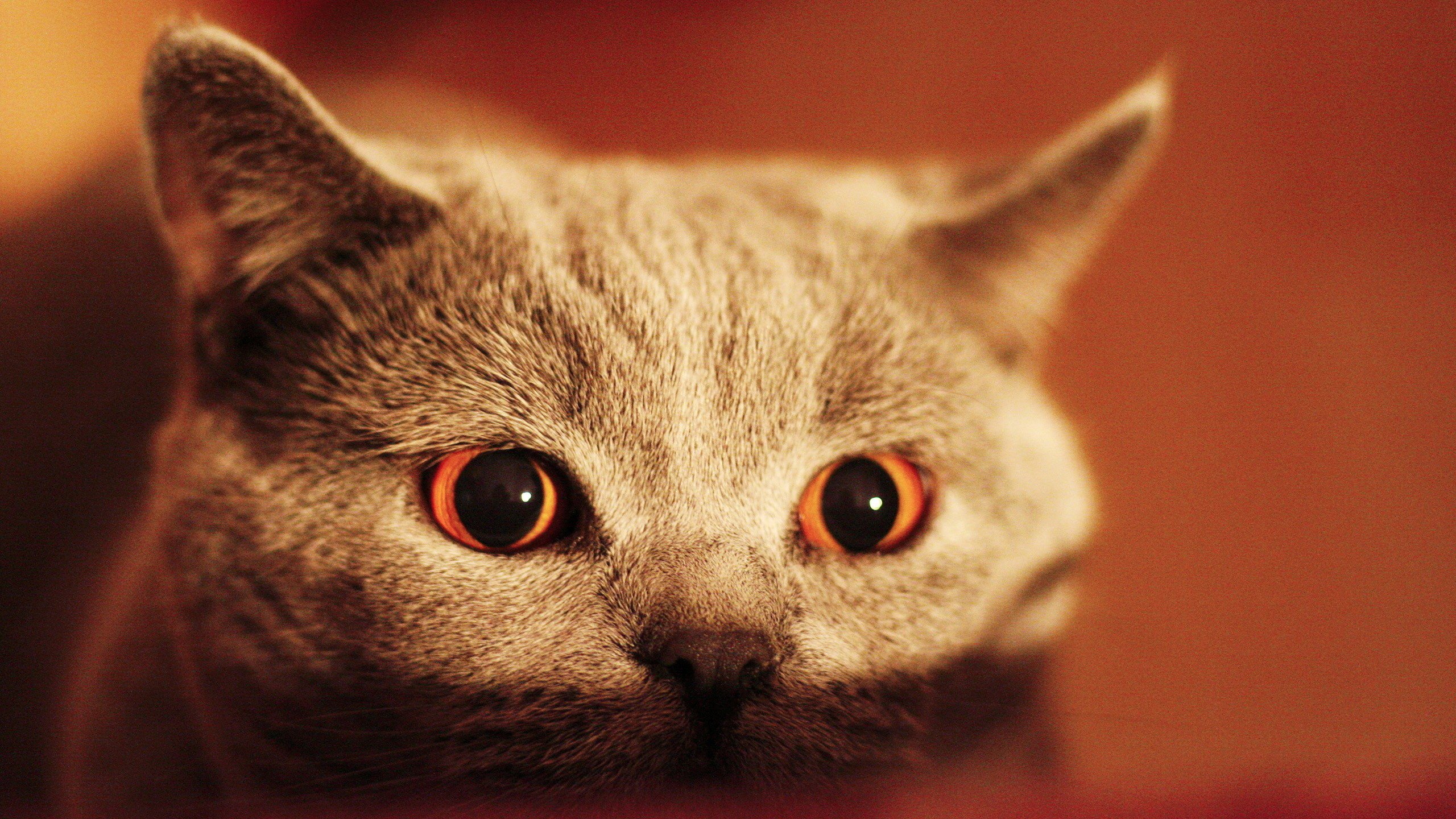 Обои глаза, кот, кошка, взгляд, серый, eyes, cat, look, grey разрешение 2560x1600 Загрузить