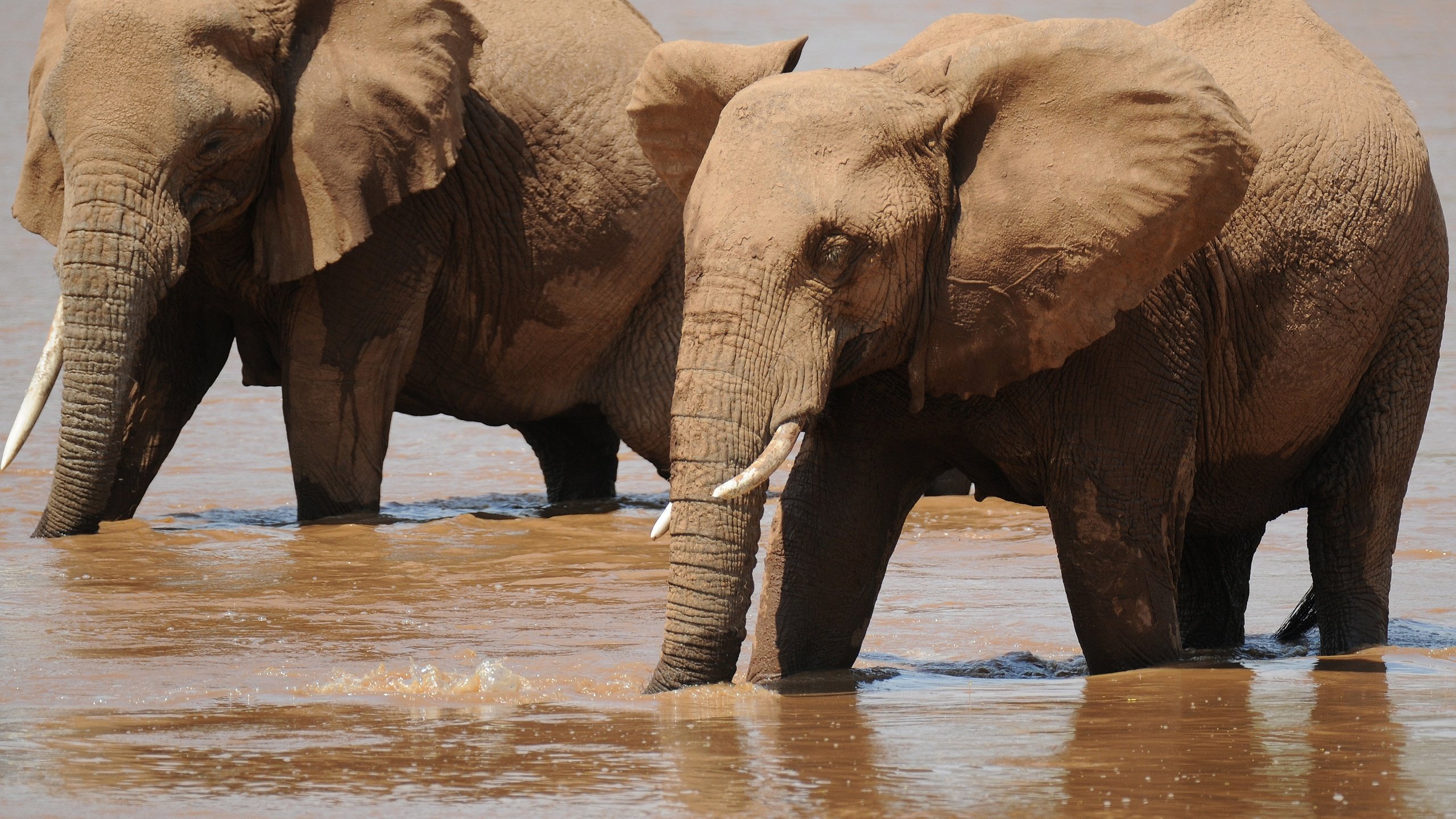Обои вода, слон, слоны, водопой, хобот, water, elephant, elephants, drink, trunk разрешение 3588x2464 Загрузить