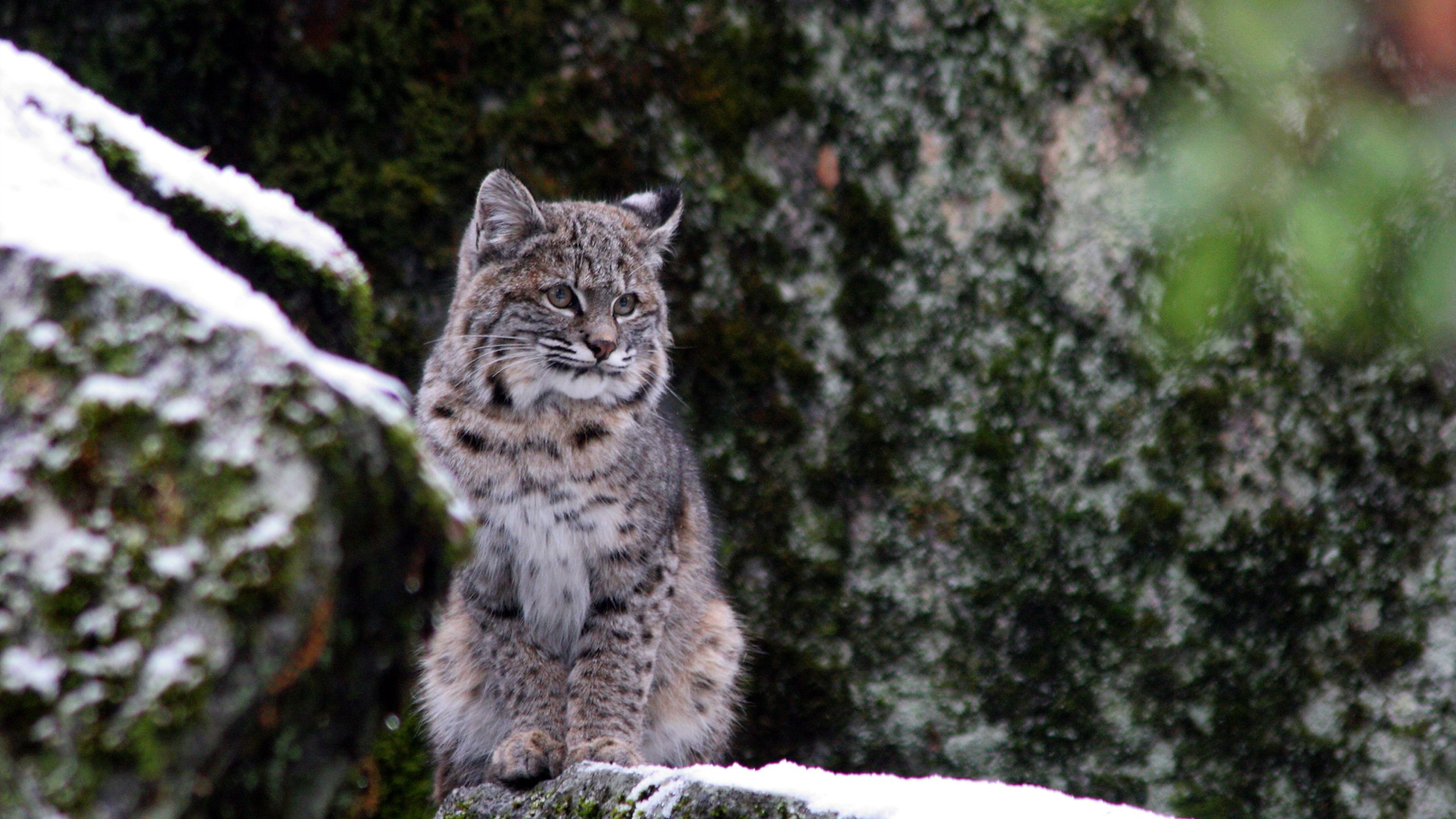 Обои снег, зима, рысь, дикая кошка, йосемитский национальный парк, snow, winter, lynx, wild cat, yosemite national park разрешение 2880x1800 Загрузить