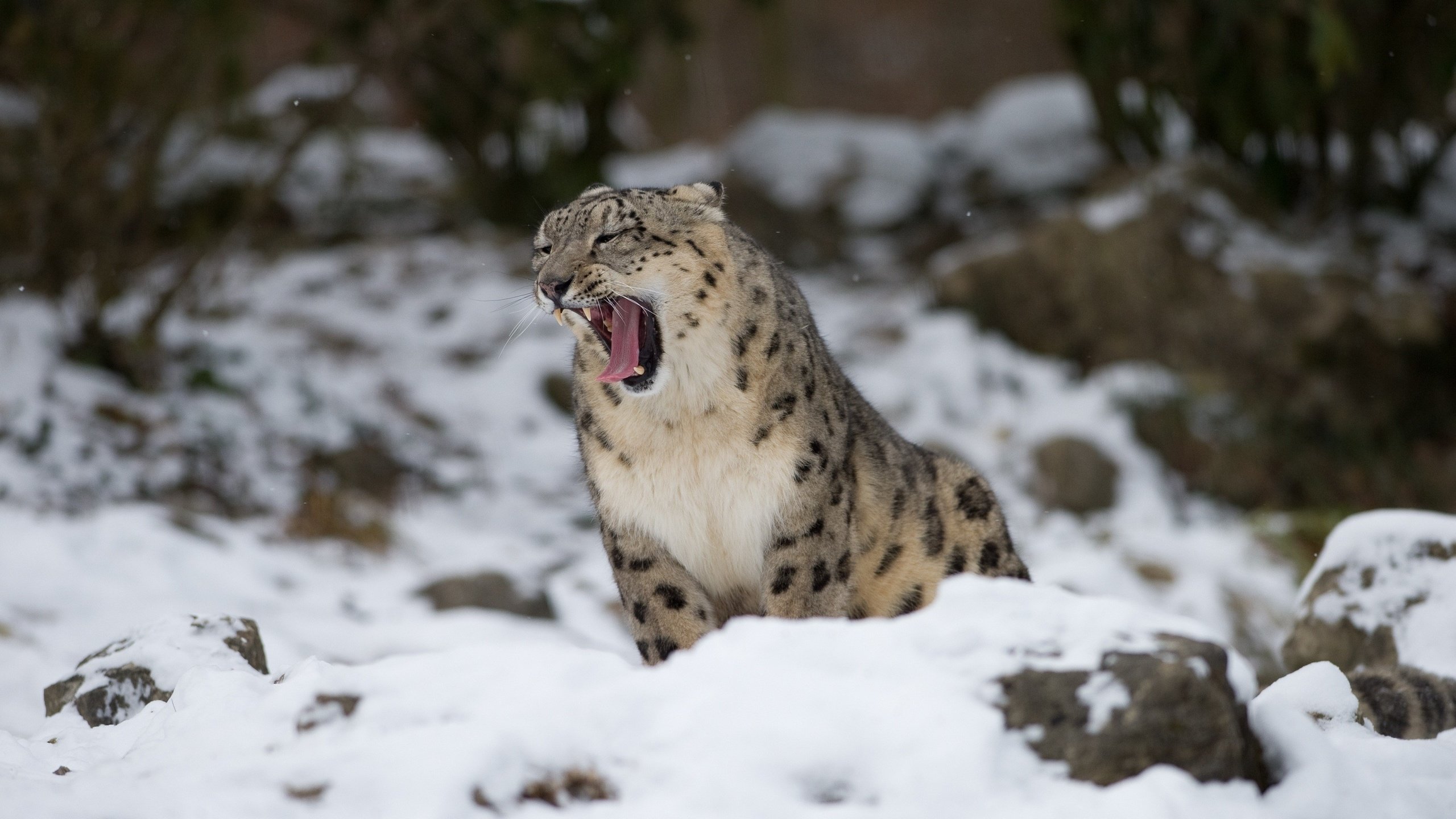 Обои снег, снежный барс, зевает, ирбис, барс, дикая кошка, snow, snow leopard, yawns, irbis, bars, wild cat разрешение 3400x2262 Загрузить