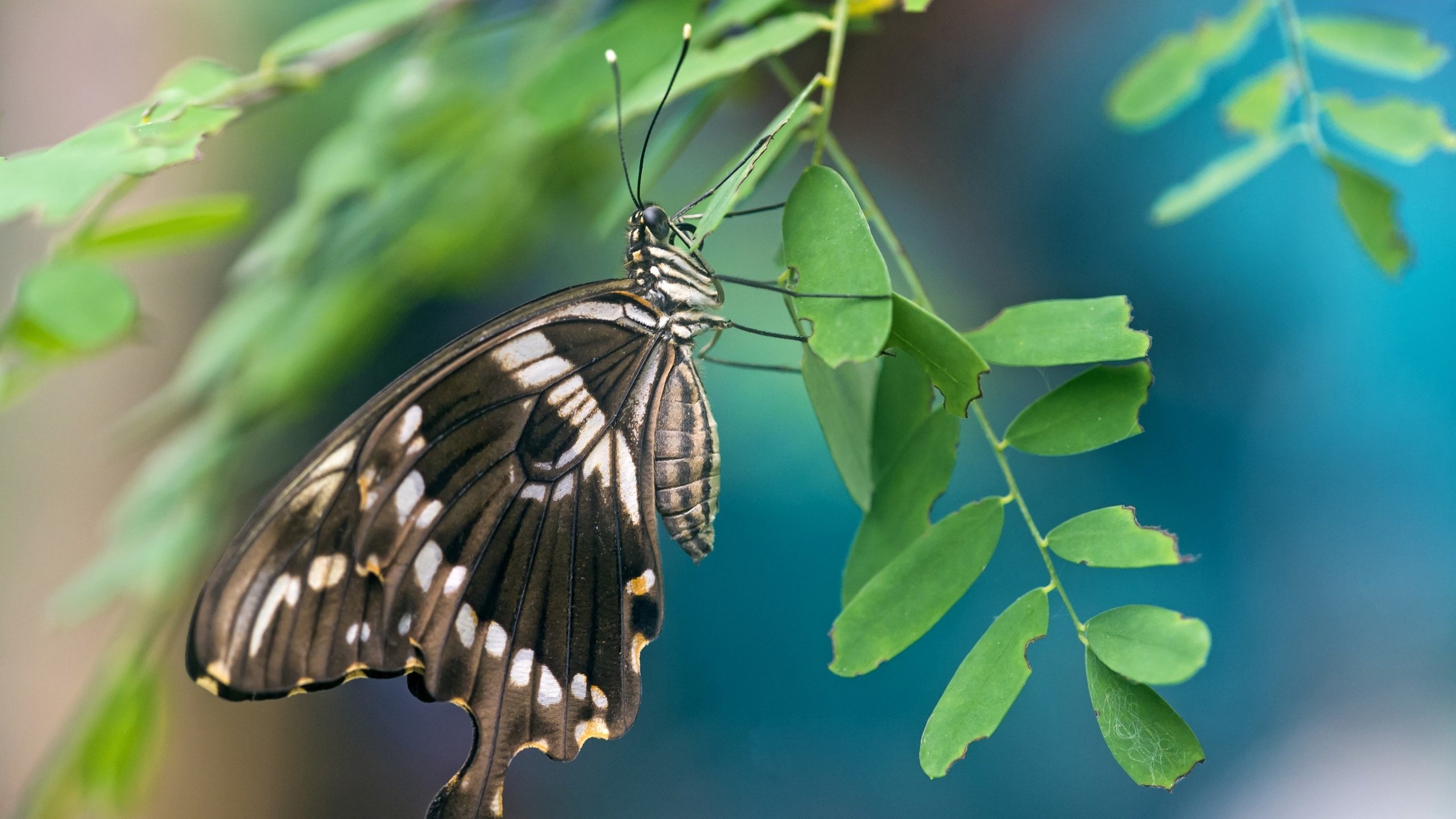 Обои ветка, листья, бабочка, крылья, насекомые, branch, leaves, butterfly, wings, insects разрешение 3000x1995 Загрузить