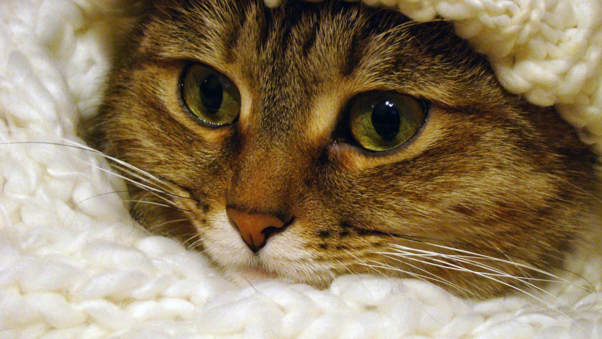 Обои глаза, кот, мордочка, усы, кошка, взгляд, шарф, eyes, cat, muzzle, mustache, look, scarf разрешение 2592x1944 Загрузить