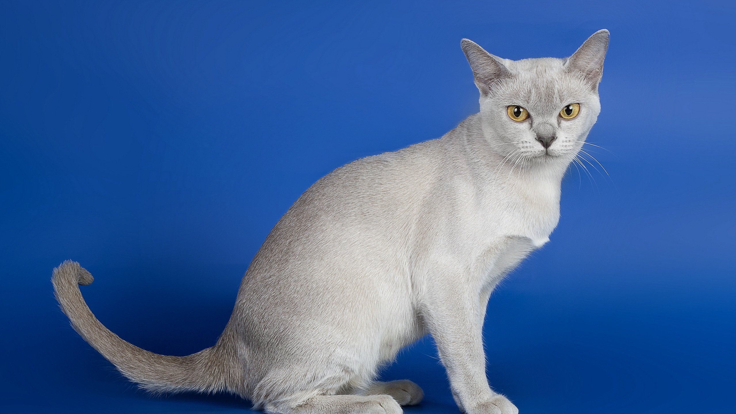 Обои кошка, взгляд, синий фон, серый кот, cat, look, blue background, grey cat разрешение 2560x1600 Загрузить