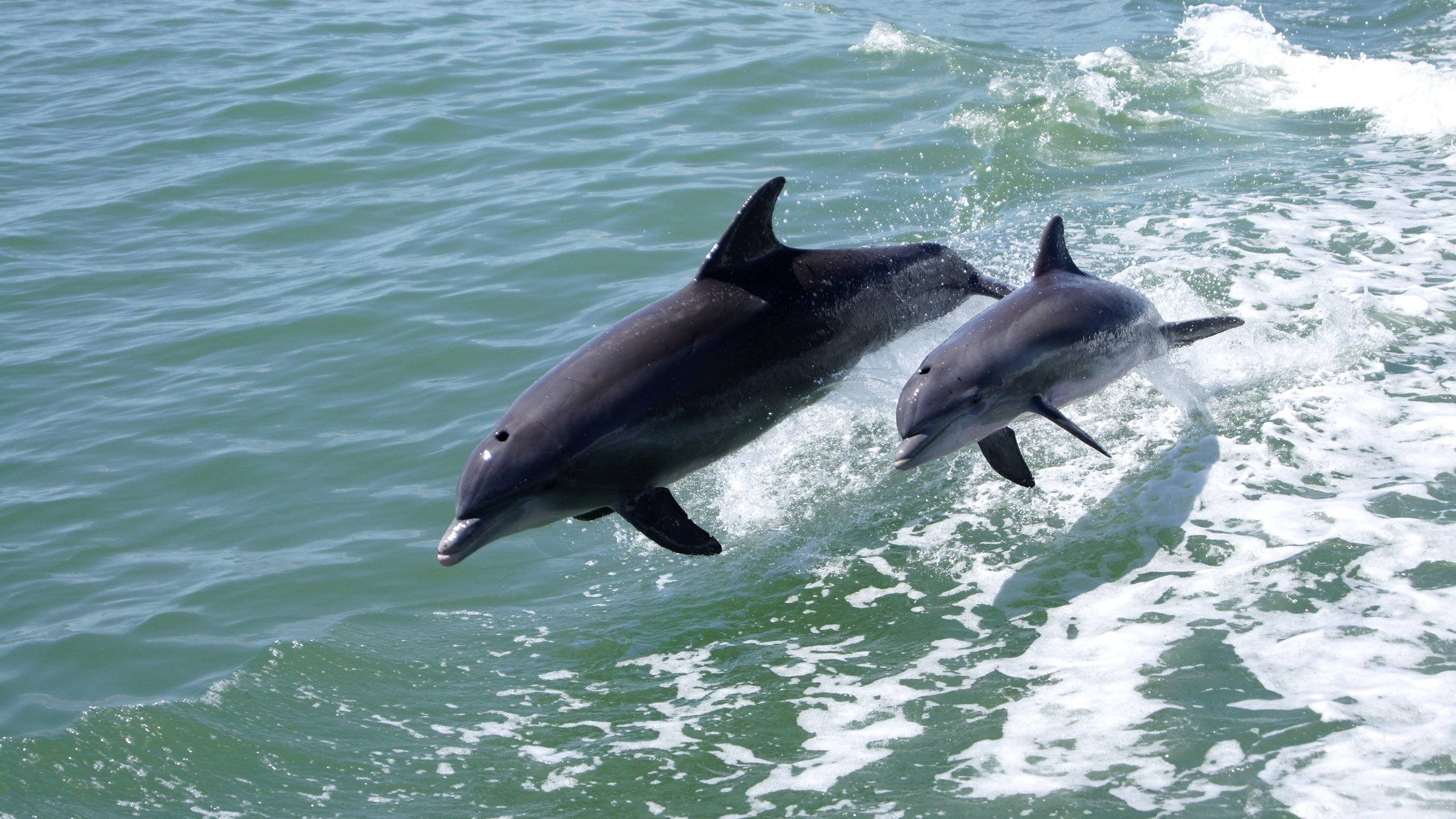 Обои море, животные, прыжок, дельфины, sea, animals, jump, dolphins разрешение 3200x2130 Загрузить