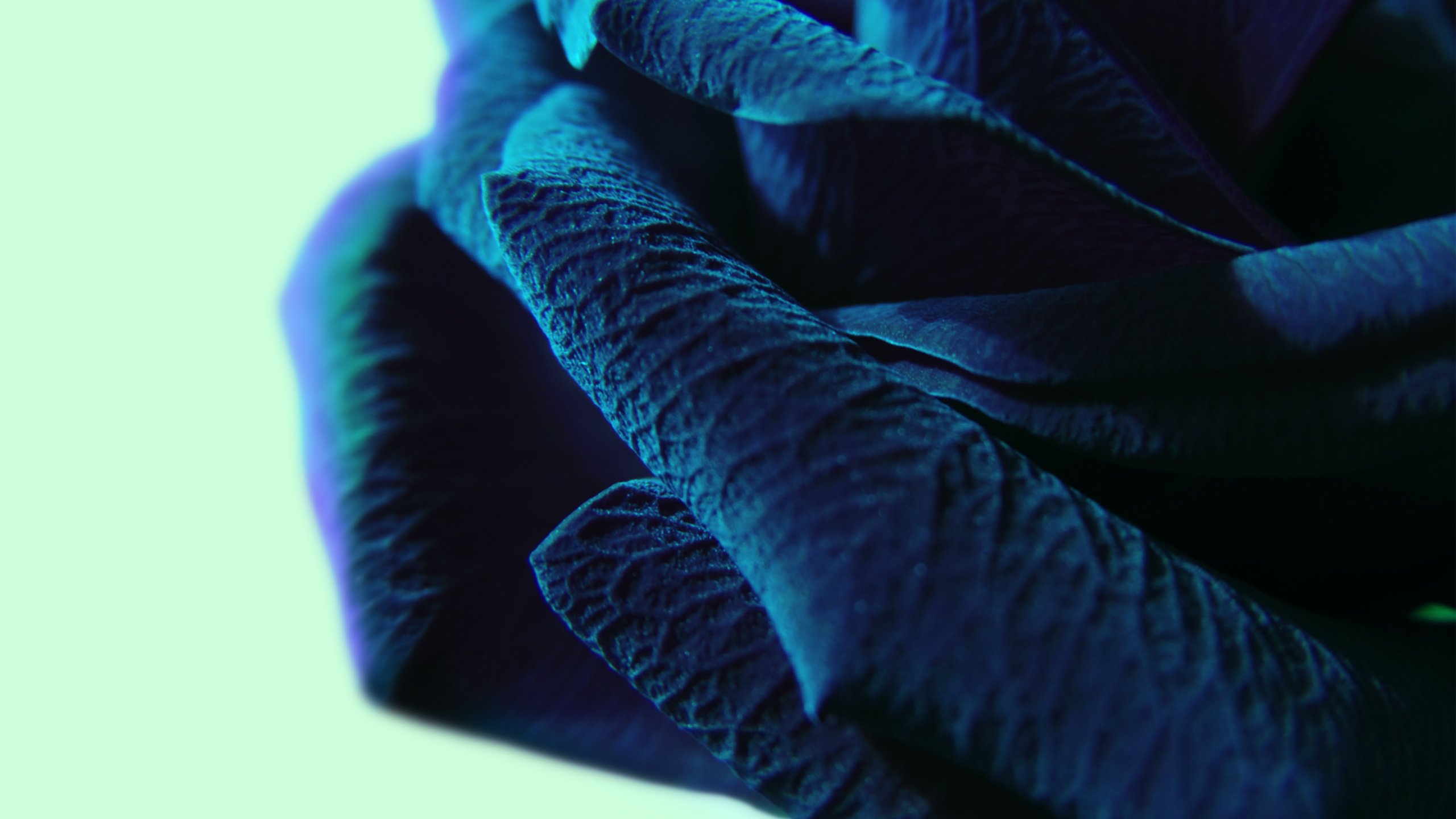 Обои макро, синий цвет, крупные лепестки, macro, blue color, large petals разрешение 2560x1600 Загрузить