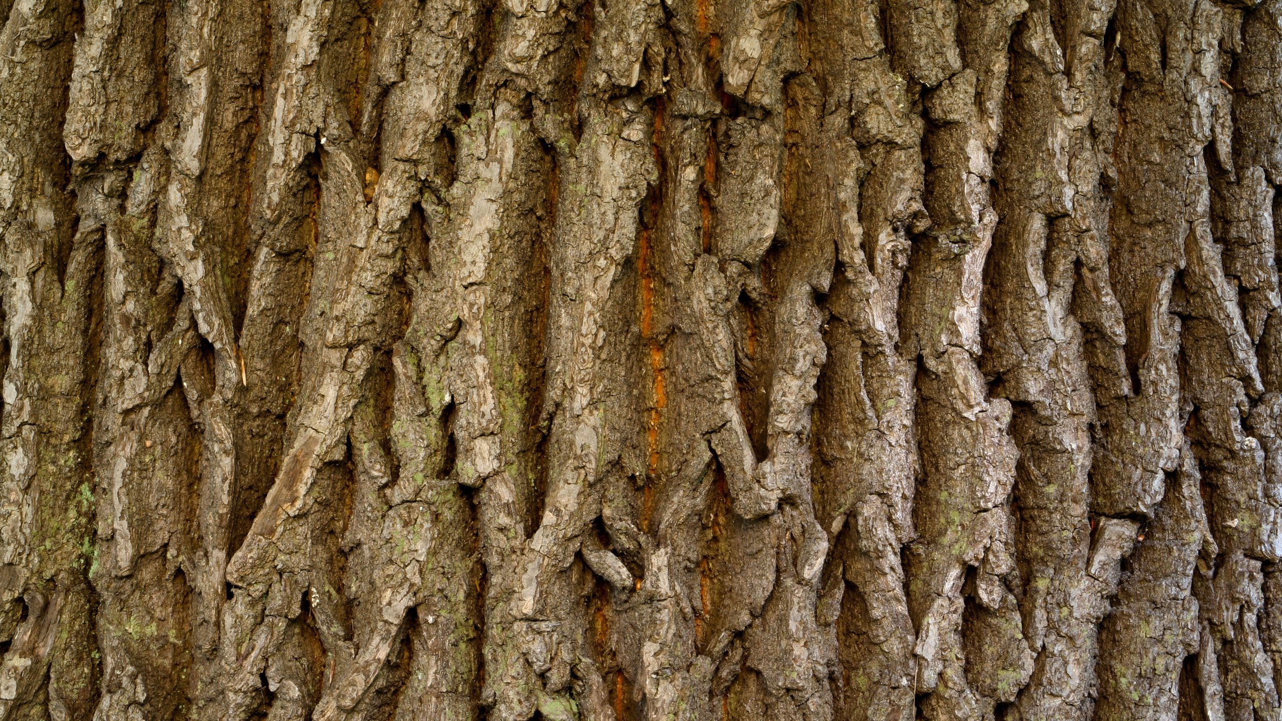 Обои дерева, мрачный, естественная, бурые,     дерево, wood, dark, natural, brown, tree разрешение 2560x1600 Загрузить