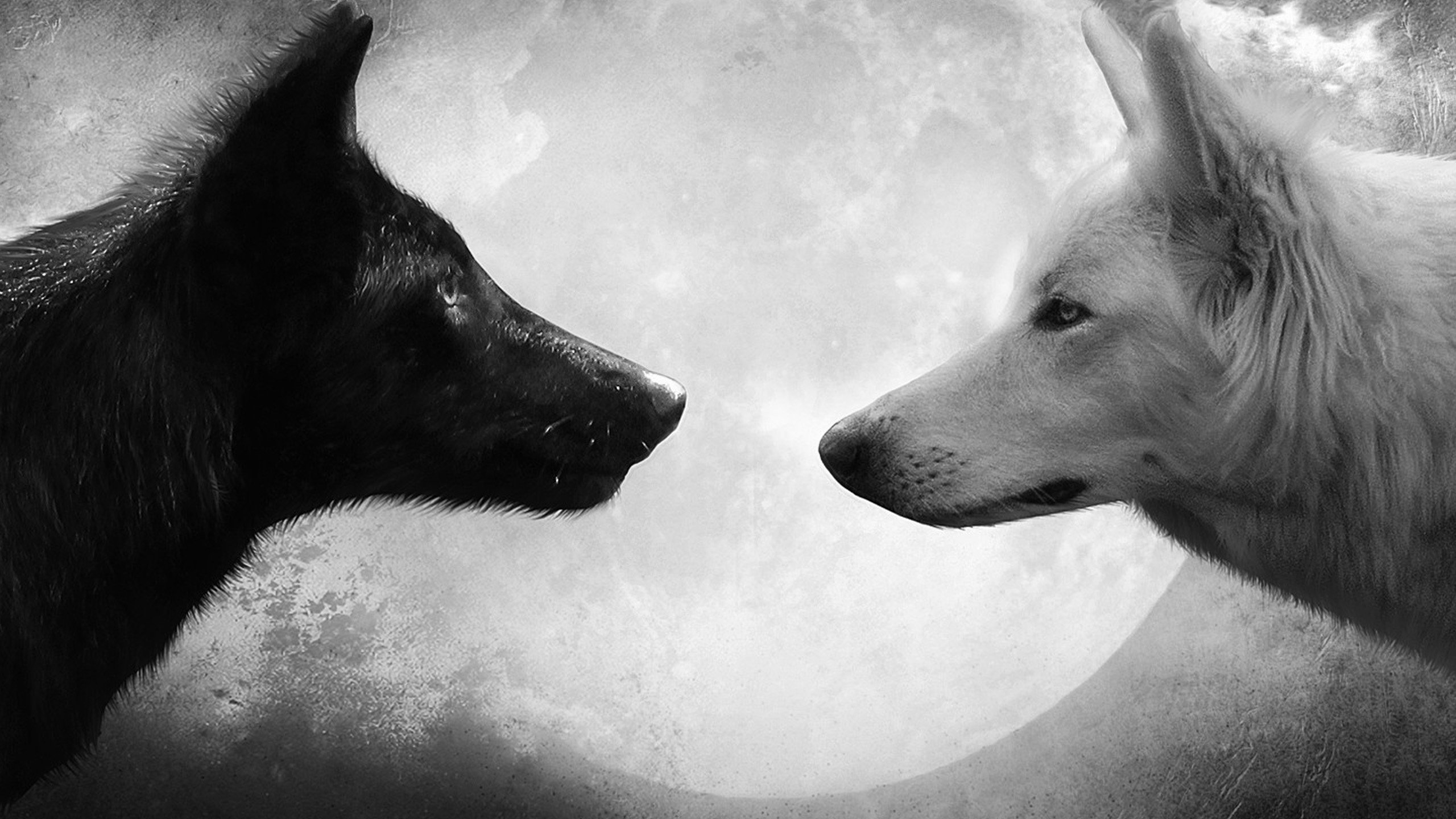 Обои черный, белый, волк, чёрное и белое, black, white, wolf, black and white разрешение 2560x1920 Загрузить