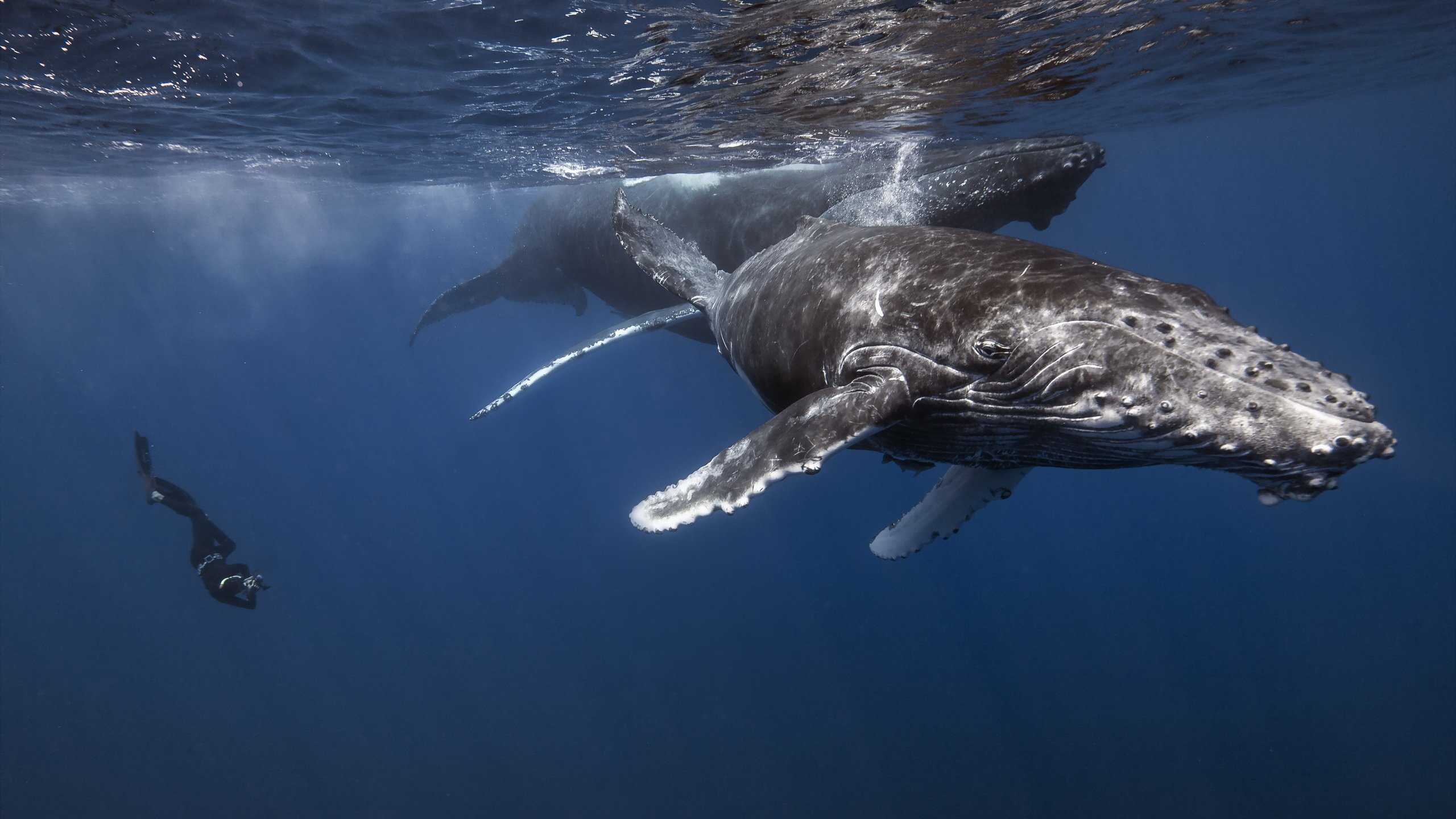 Обои кит, аквалангист, подводный мир, kit, the diver, underwater world разрешение 2560x1600 Загрузить