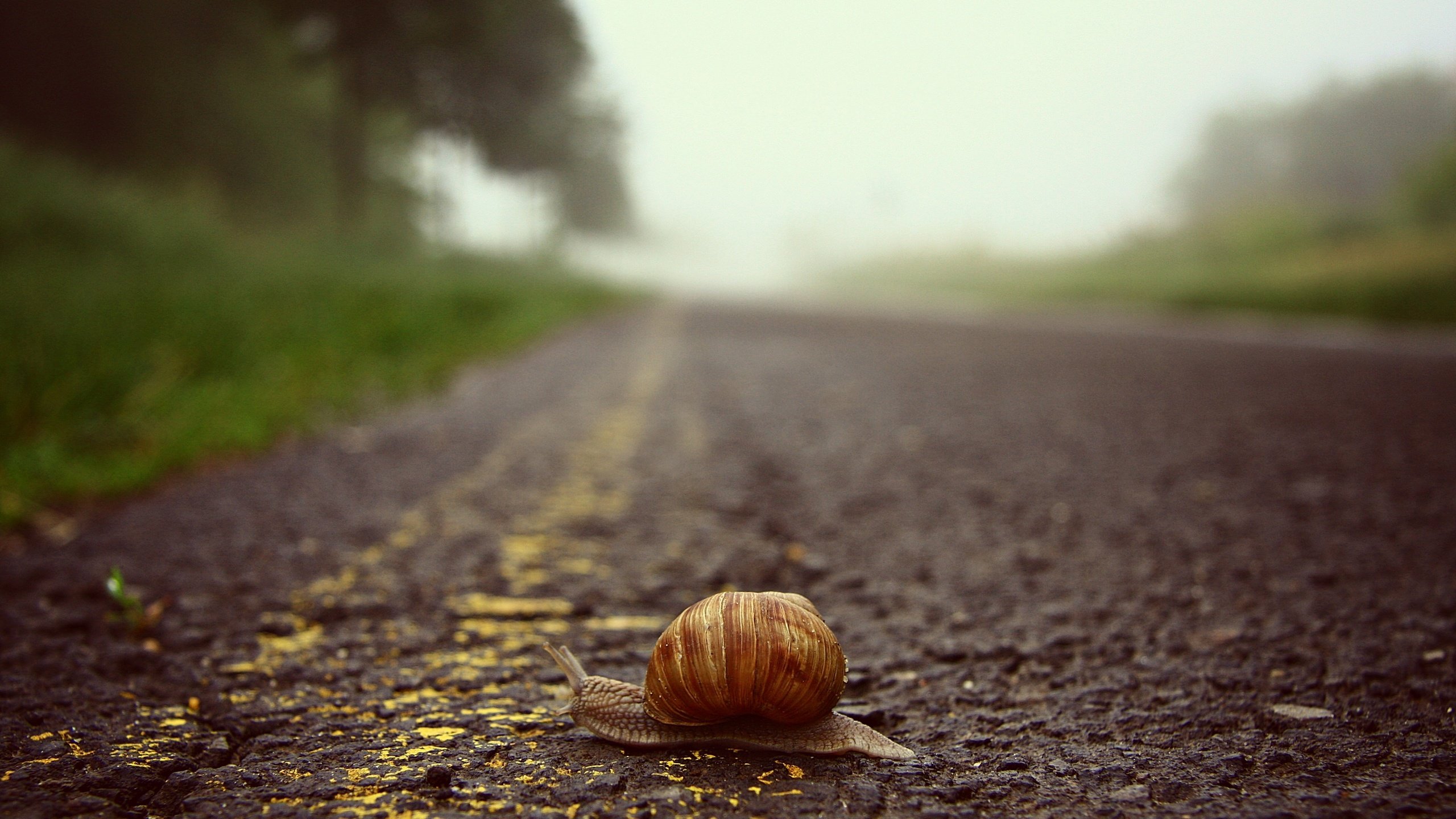 Обои дорога, макро, ползет, улитка, road, macro, crawling, snail разрешение 3888x2592 Загрузить