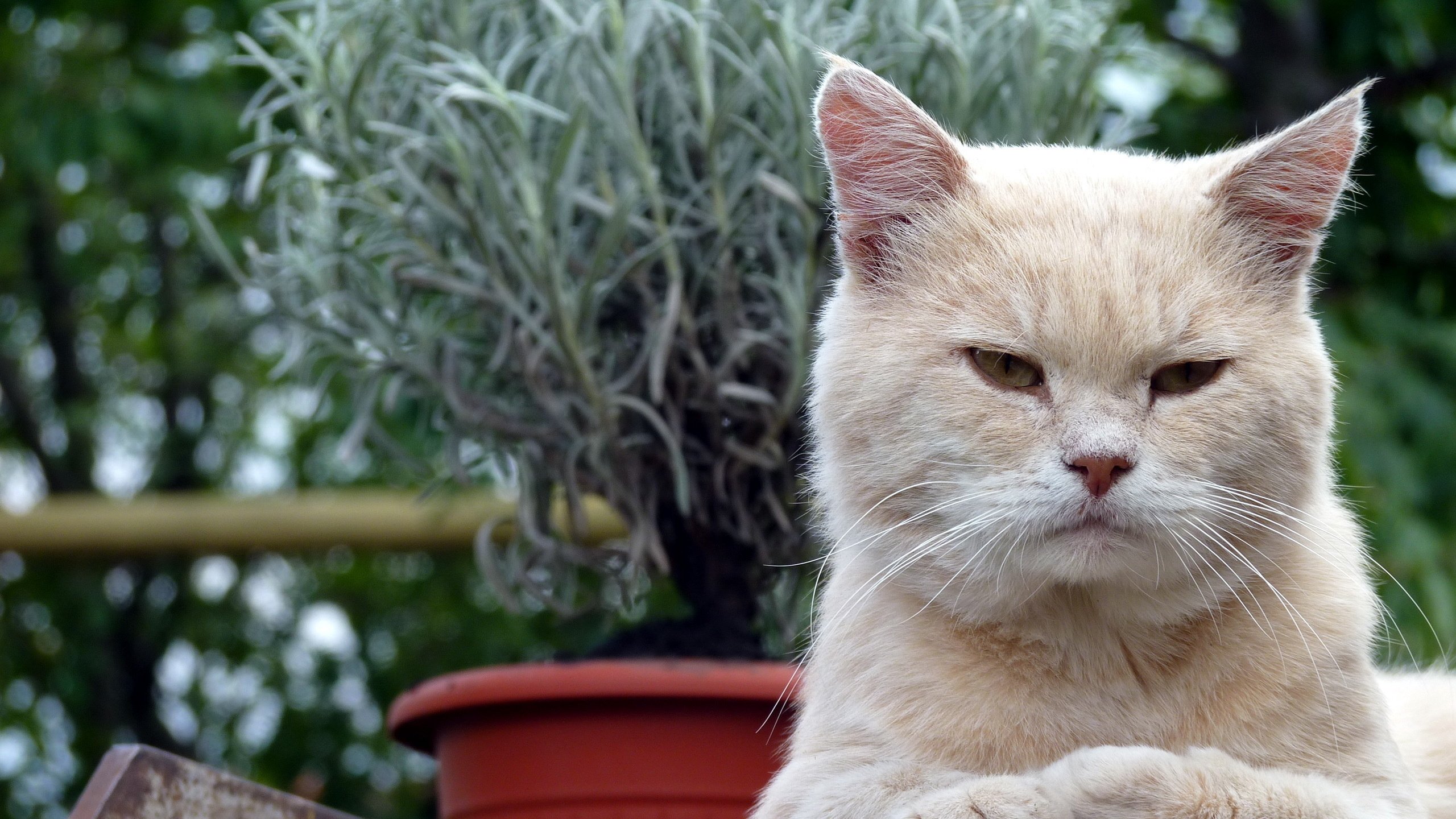 Обои кот, кошка, взгляд, цветы в горшке, cat, look, flowers in pot разрешение 2560x1600 Загрузить