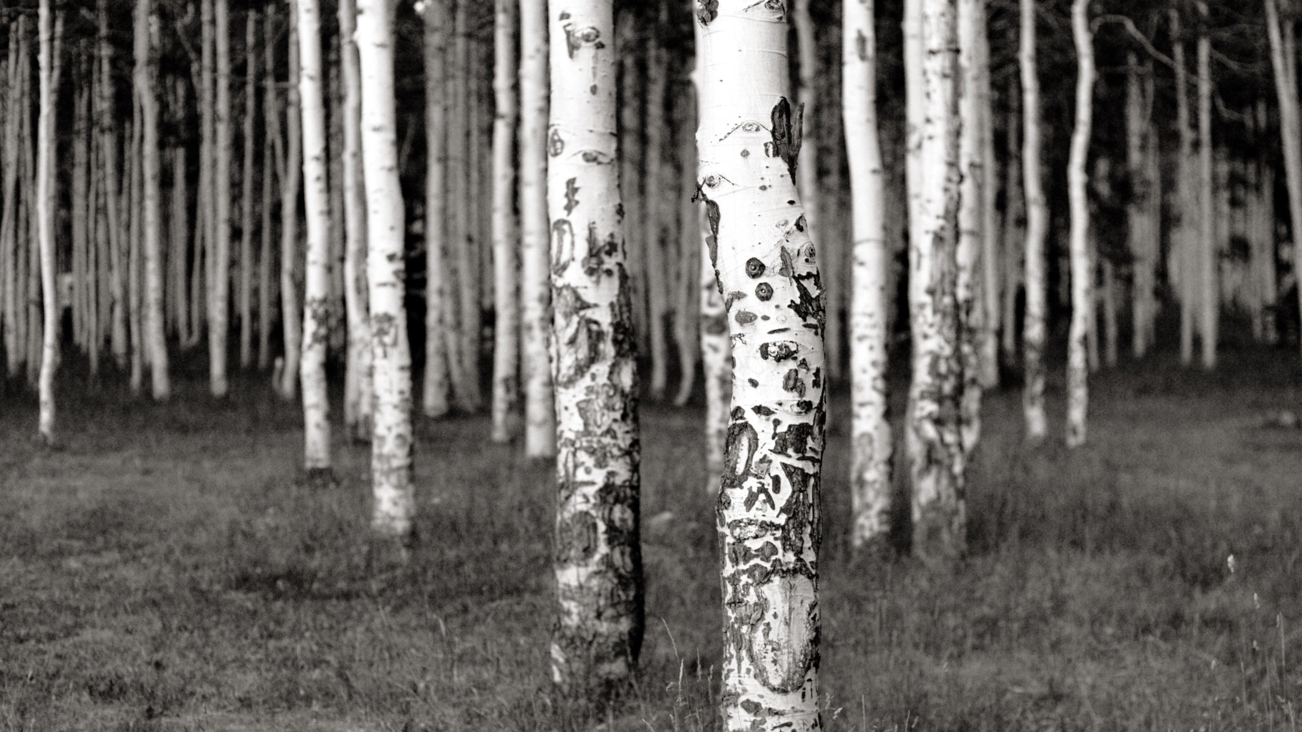 Обои трава, деревья, лес, березы, чёрно-белое, роща, grass, trees, forest, birch, black and white, grove разрешение 2560x1600 Загрузить