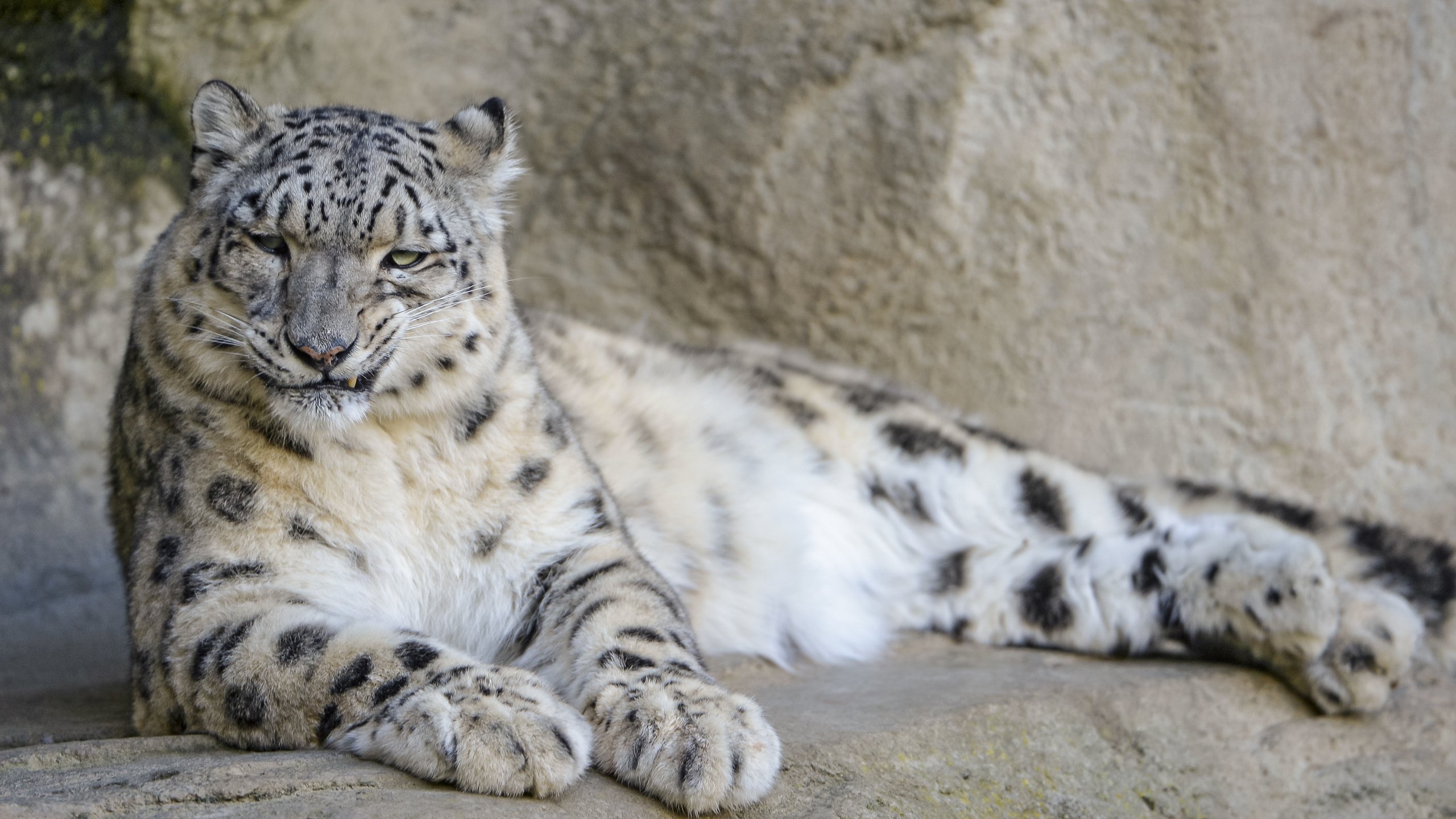 Обои хищник, снежный барс, ирбис, predator, snow leopard, irbis разрешение 4453x2969 Загрузить