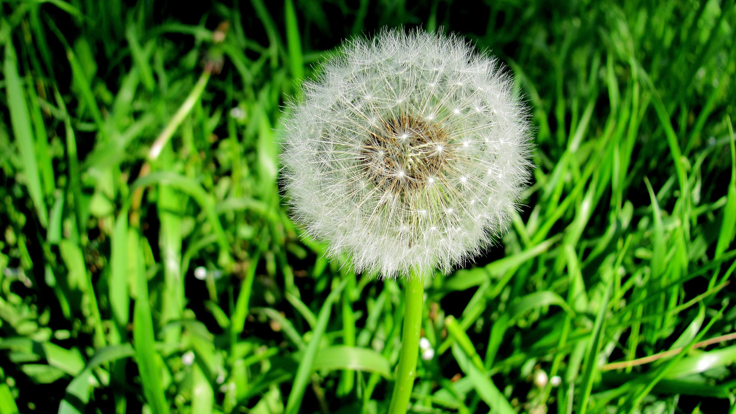 Обои трава, природа, зелень, цветок, одуванчик, grass, nature, greens, flower, dandelion разрешение 3648x2736 Загрузить