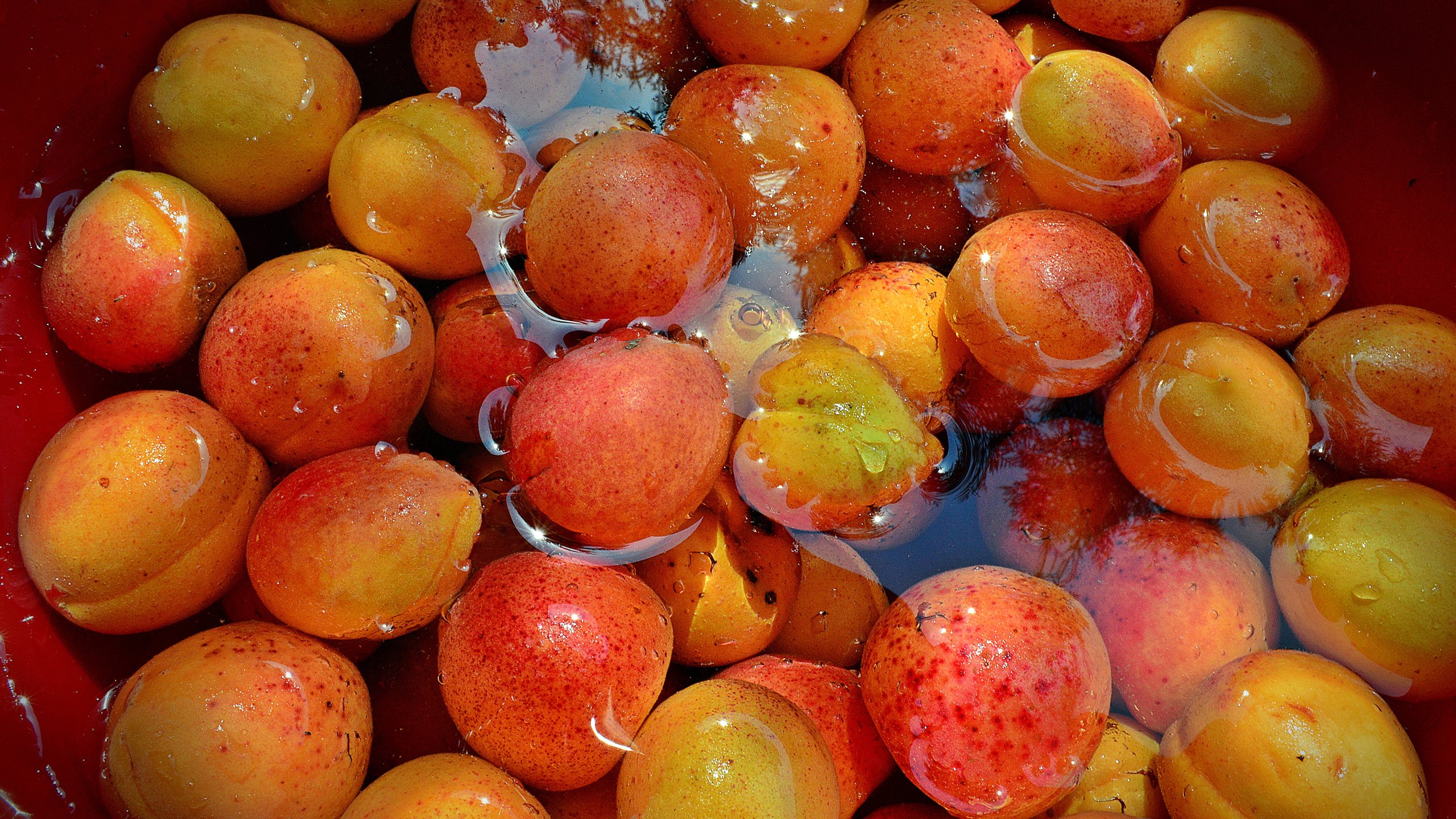 Обои вода, фрукты, урожай, абрикосы, water, fruit, harvest, apricots разрешение 2880x1975 Загрузить